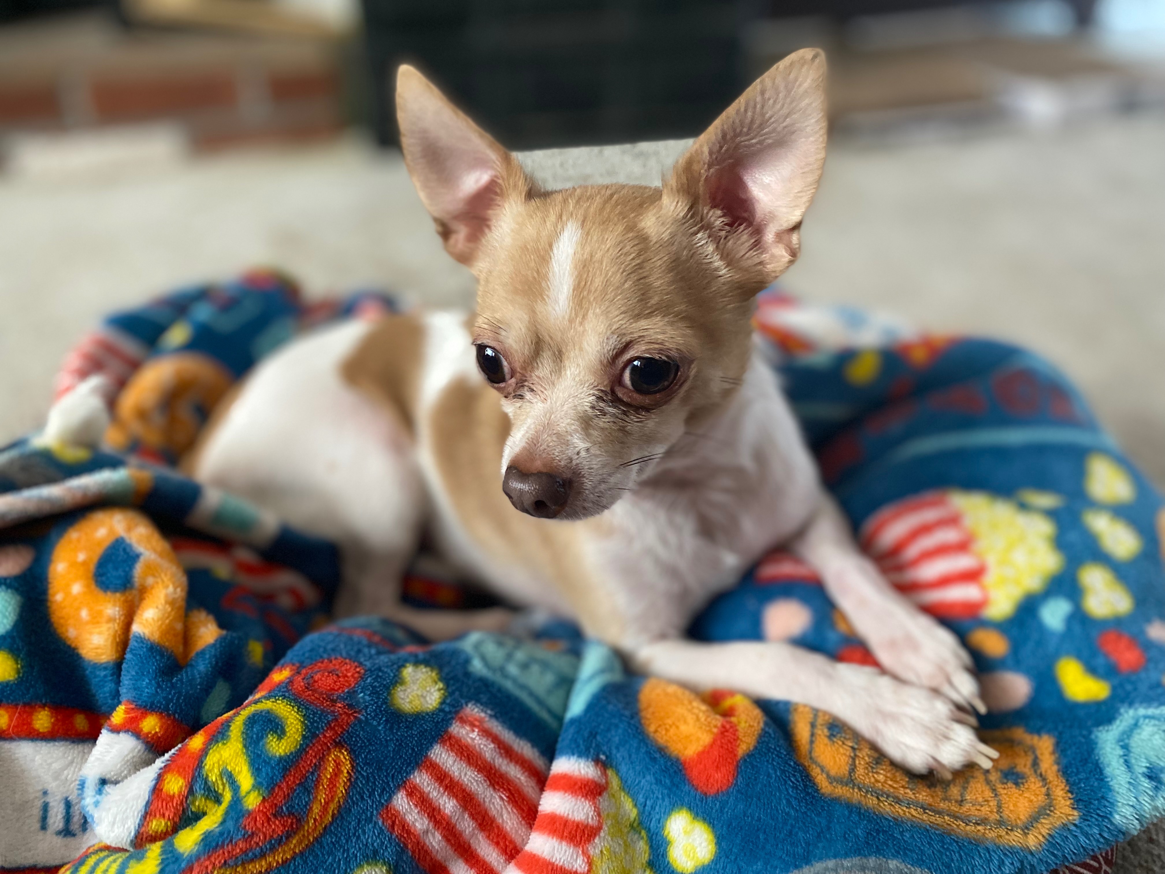 Urgent Care Needed for Benji's Well-being campaign photo, 2 of 5