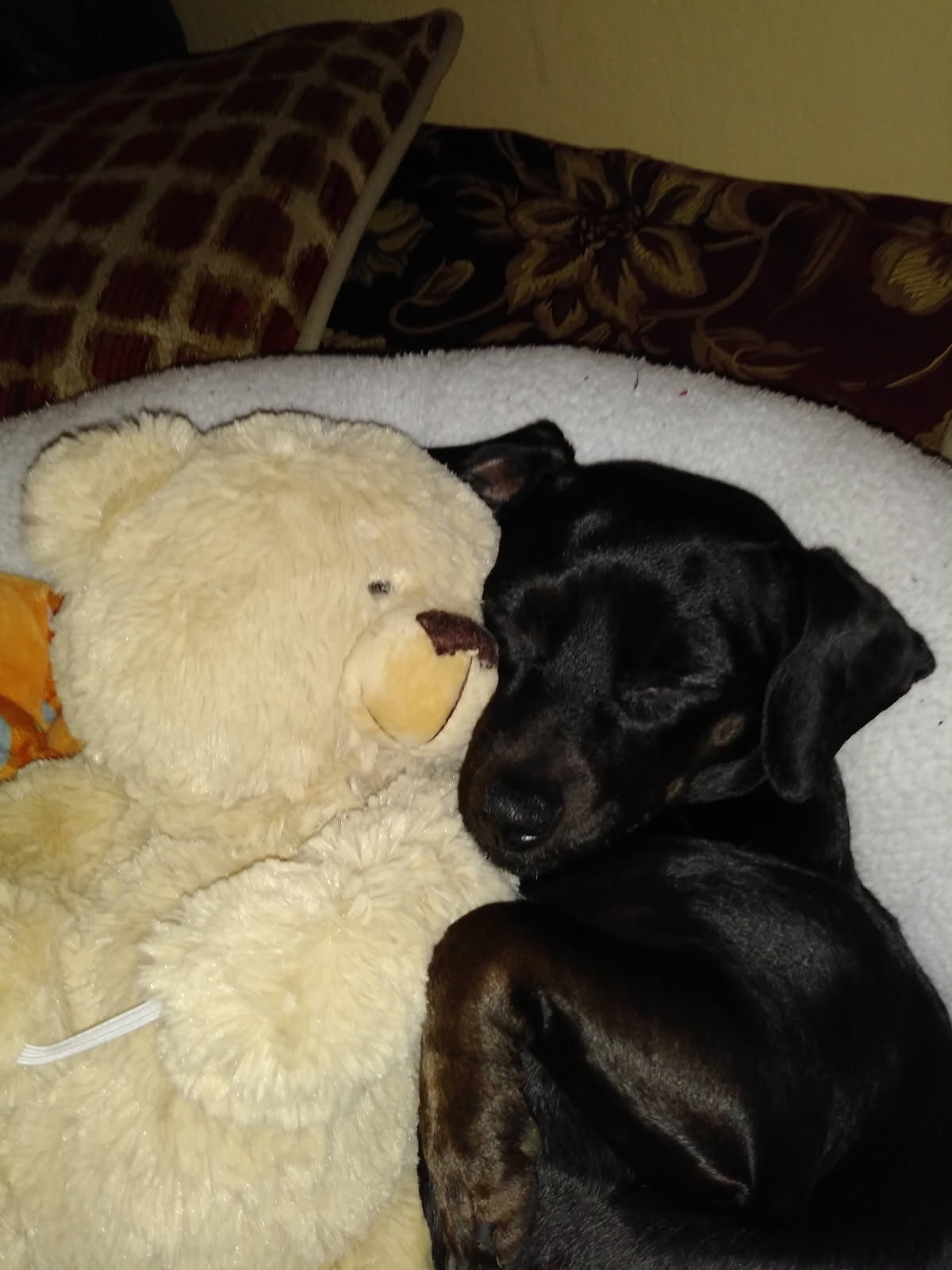 My fur baby Aulelei campaign photo, 7 of 8