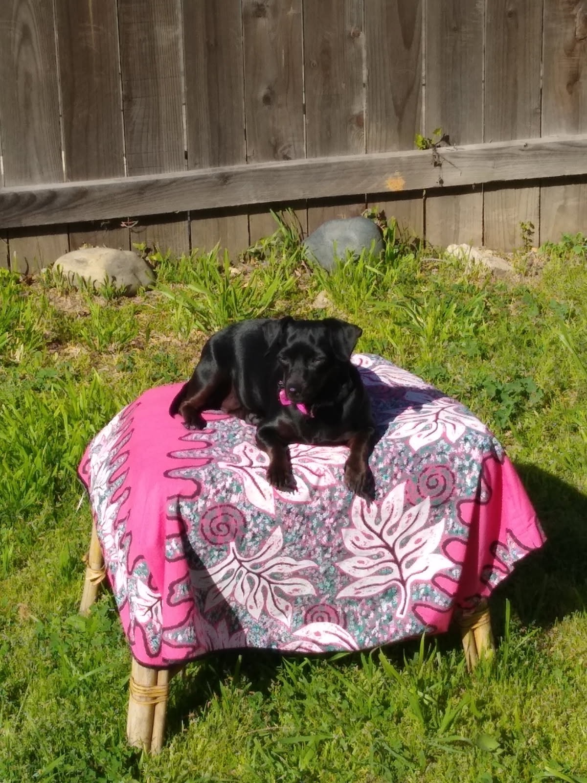 My fur baby Aulelei campaign photo, 6 of 8