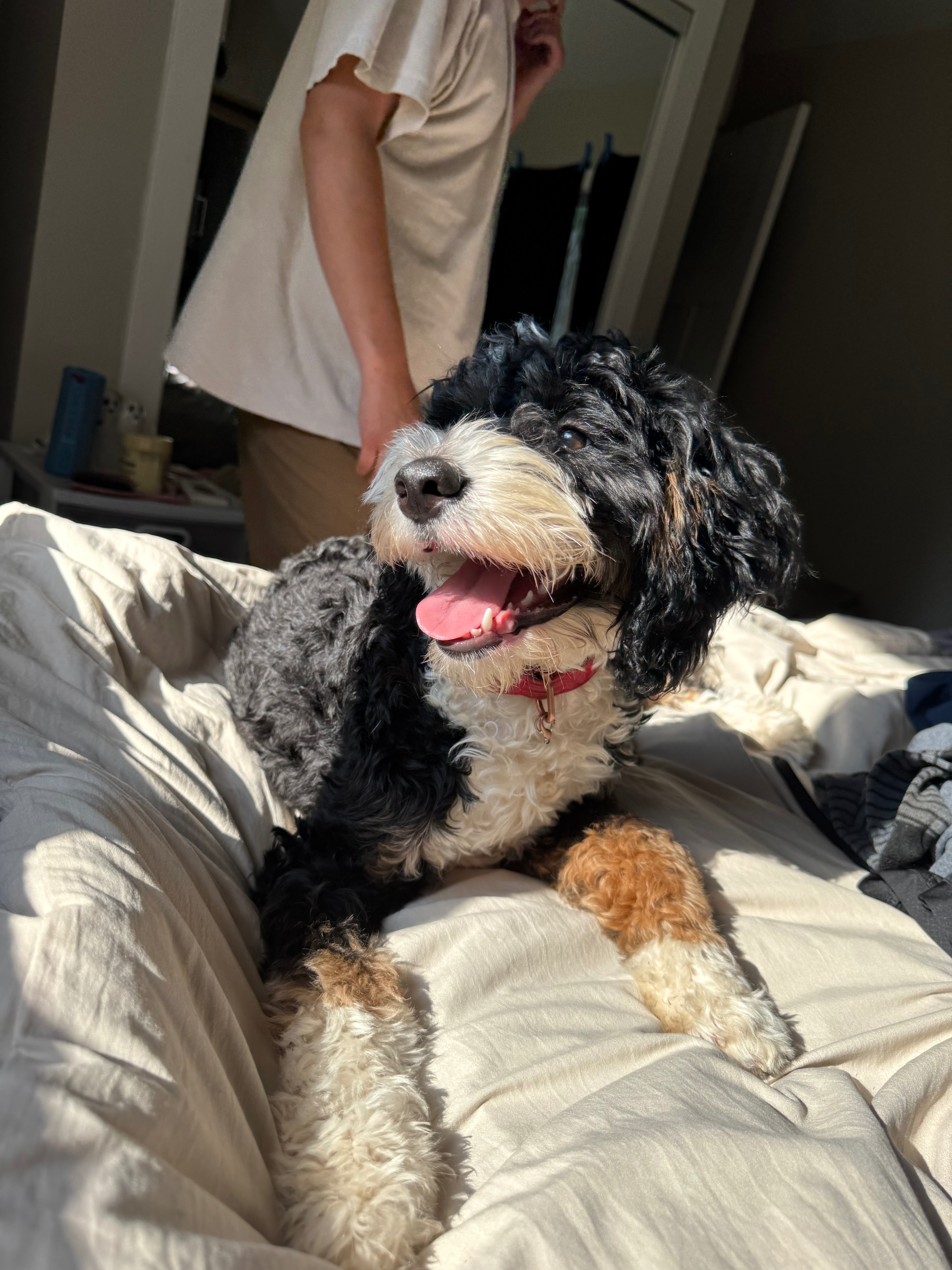 Help Ruby Beat Canine Parvovirus campaign photo, 6 of 7