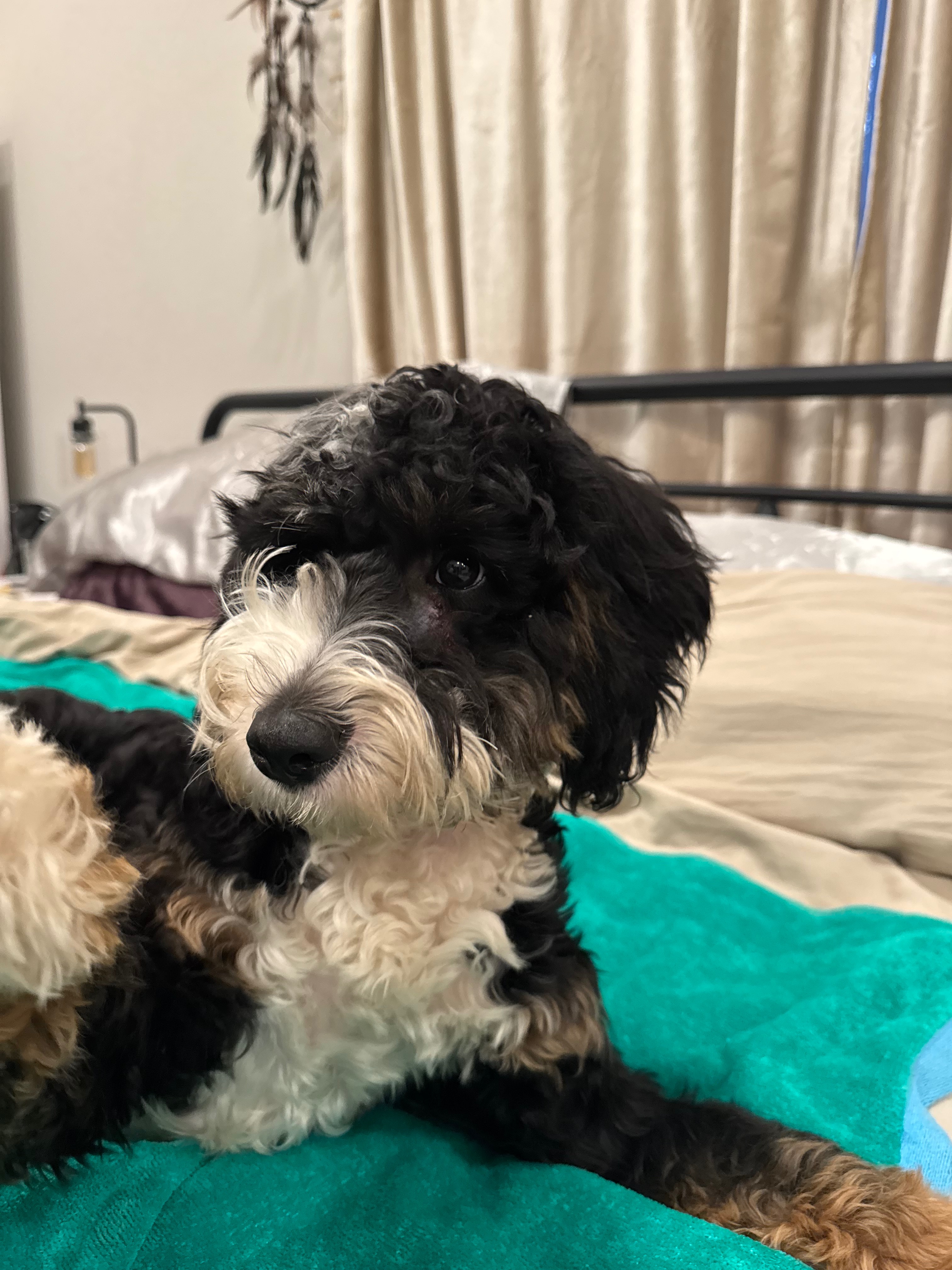 Help Ruby Beat Canine Parvovirus campaign photo, 2 of 7