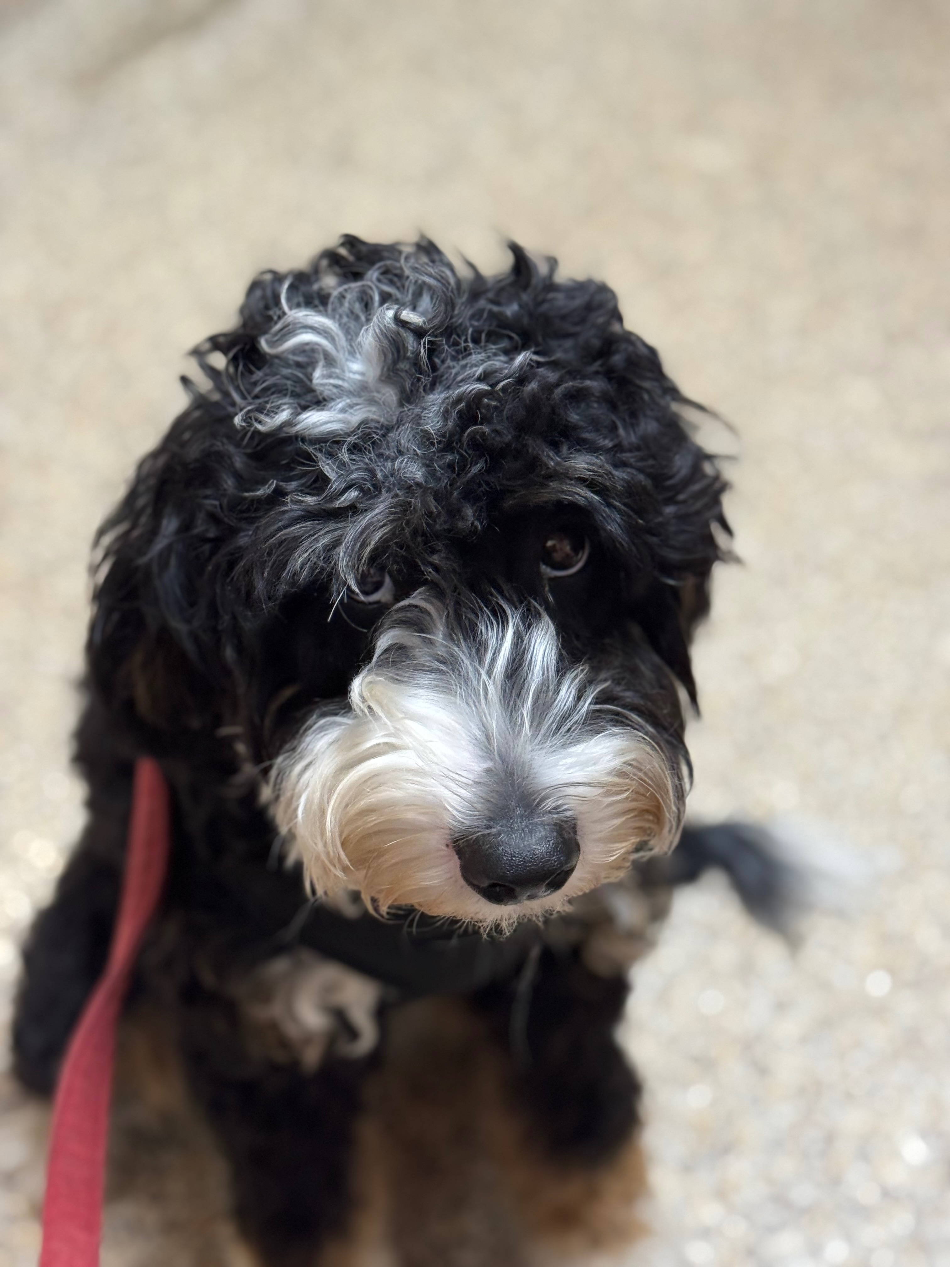 Help Ruby Beat Canine Parvovirus campaign photo, 4 of 7