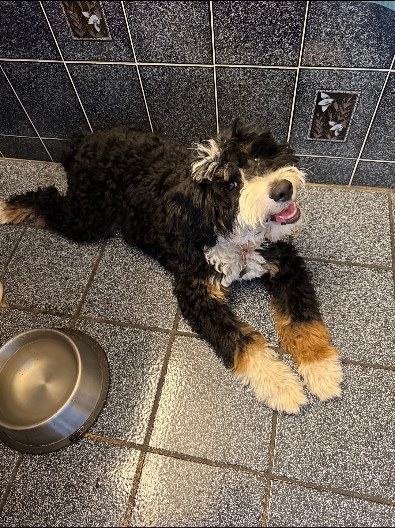 Help Ruby Beat Canine Parvovirus campaign photo, 5 of 7