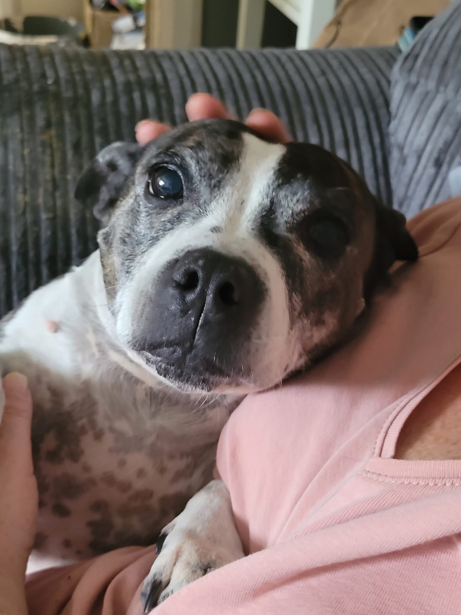 Help with vet bills campaign photo, 7 of 8