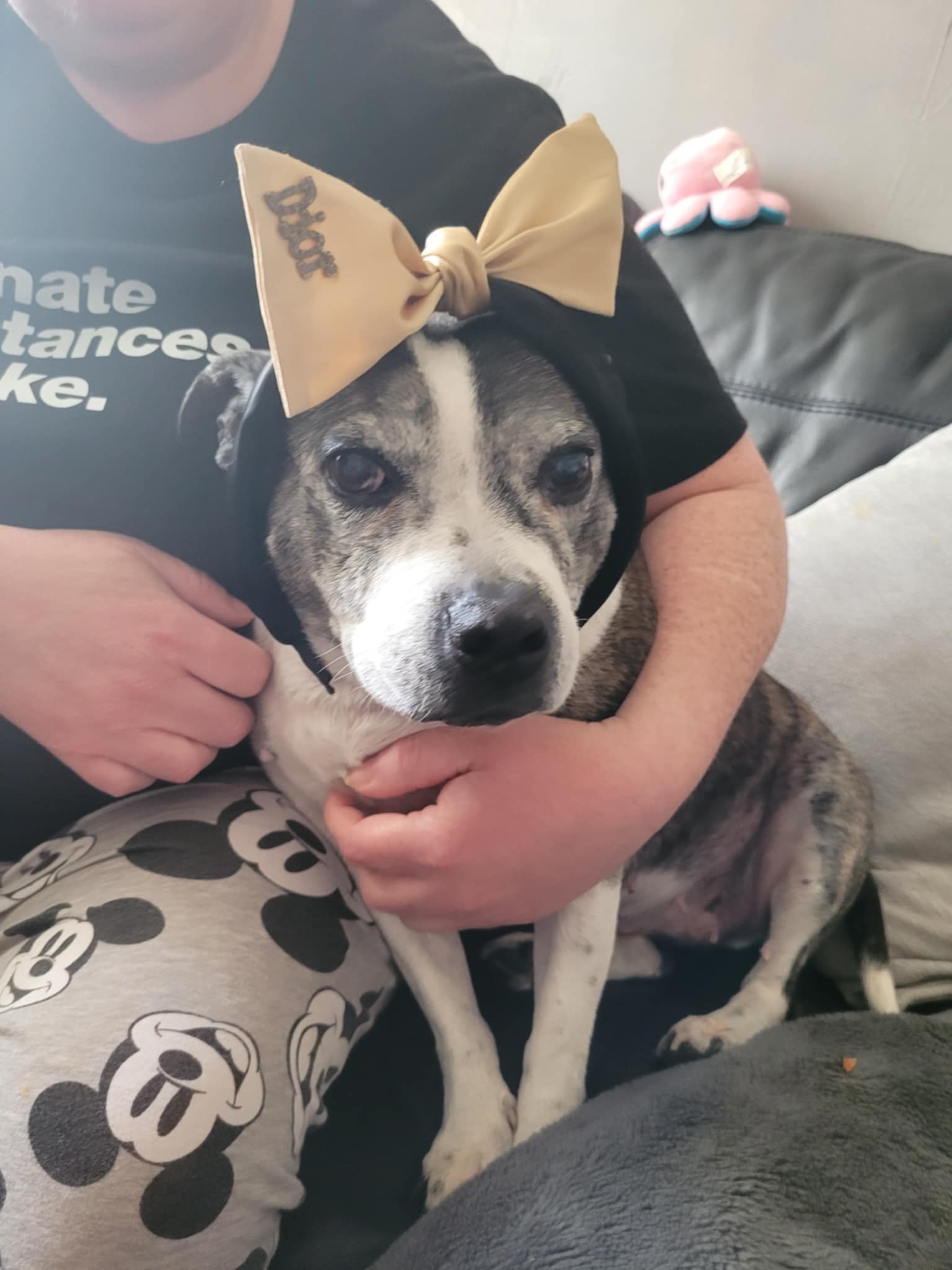 Help with vet bills campaign photo, 2 of 8