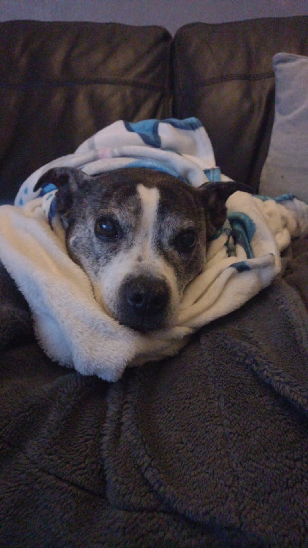 Help with vet bills campaign photo, 4 of 8