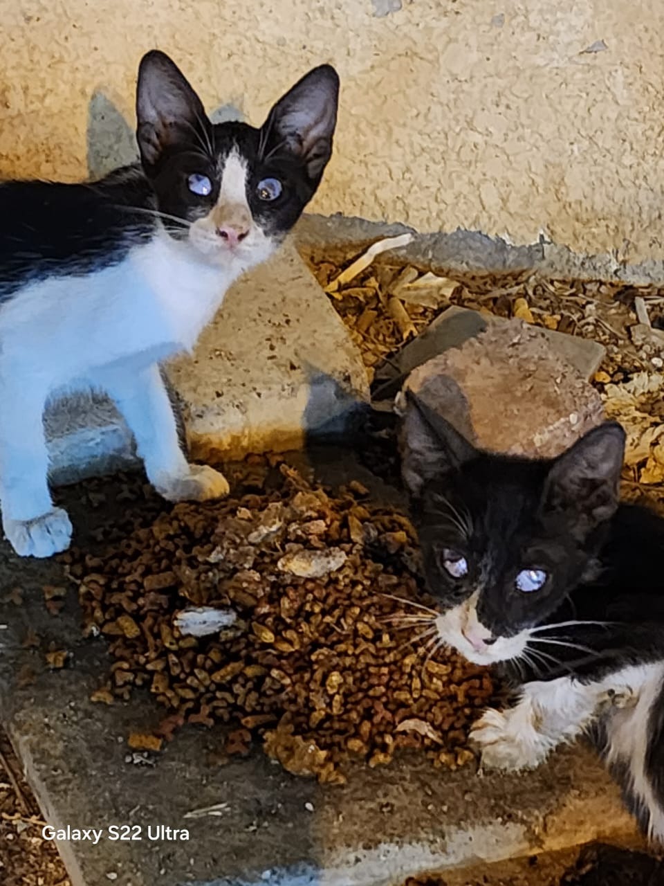Four Blind Kittens Are Asking YOU for Help! campaign photo, 5 of 6