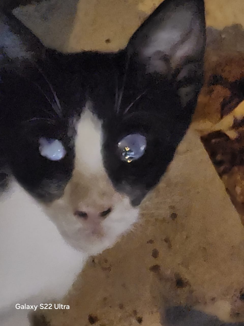Four Blind Kittens Are Asking YOU for Help! campaign photo, 2 of 6