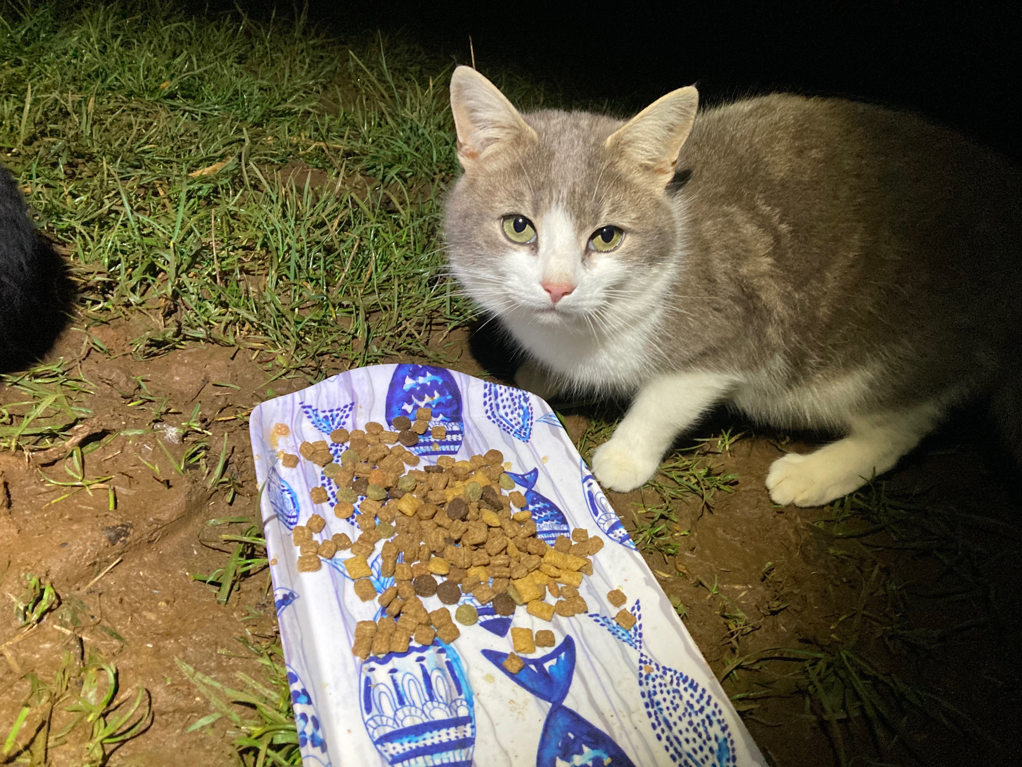 Fundraising for food and vet costs for feral and stray cats campaign photo, 7 of 8