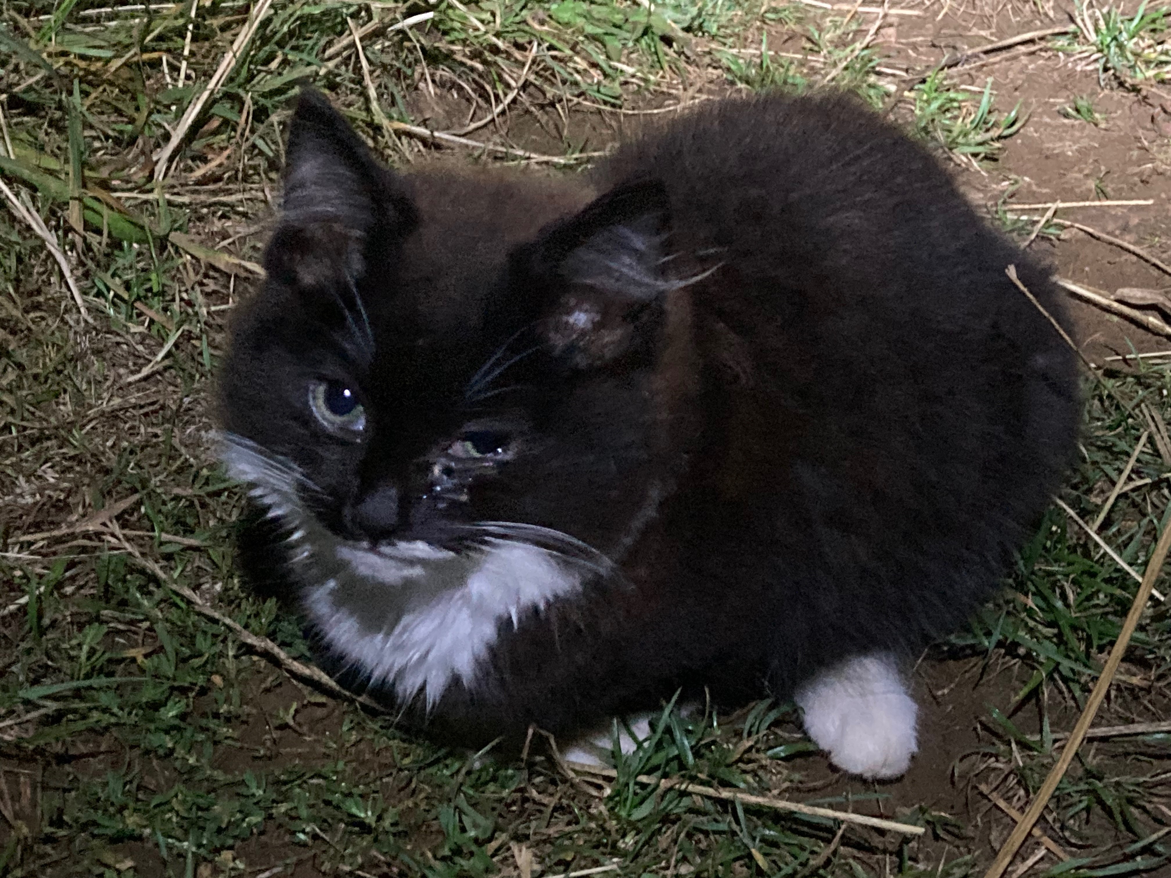 Fundraising for food and vet costs for feral and stray cats campaign photo, 2 of 8
