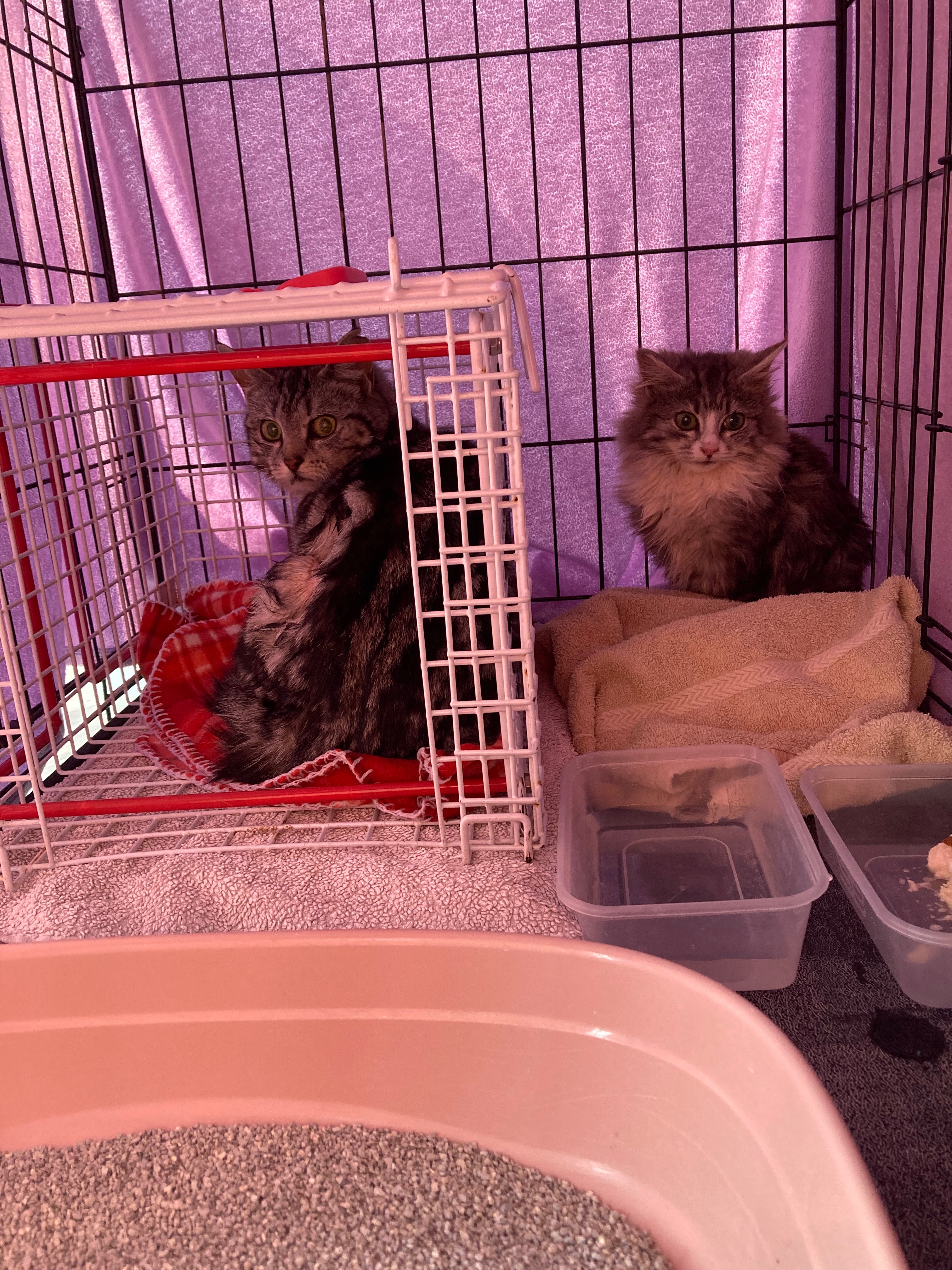 Fundraising for food and vet costs for feral and stray cats campaign photo, 4 of 8