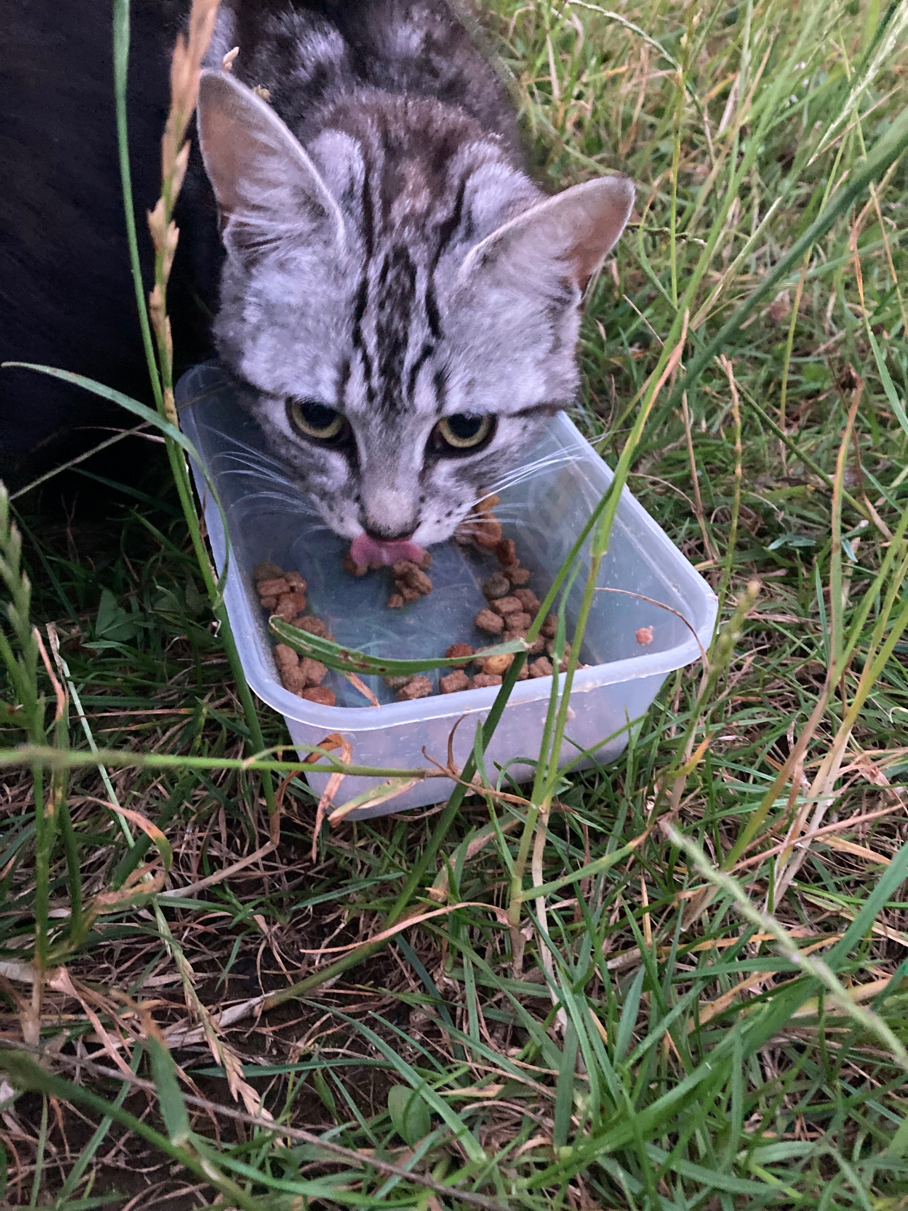Fundraising for food and vet costs for feral and stray cats campaign photo, 5 of 8