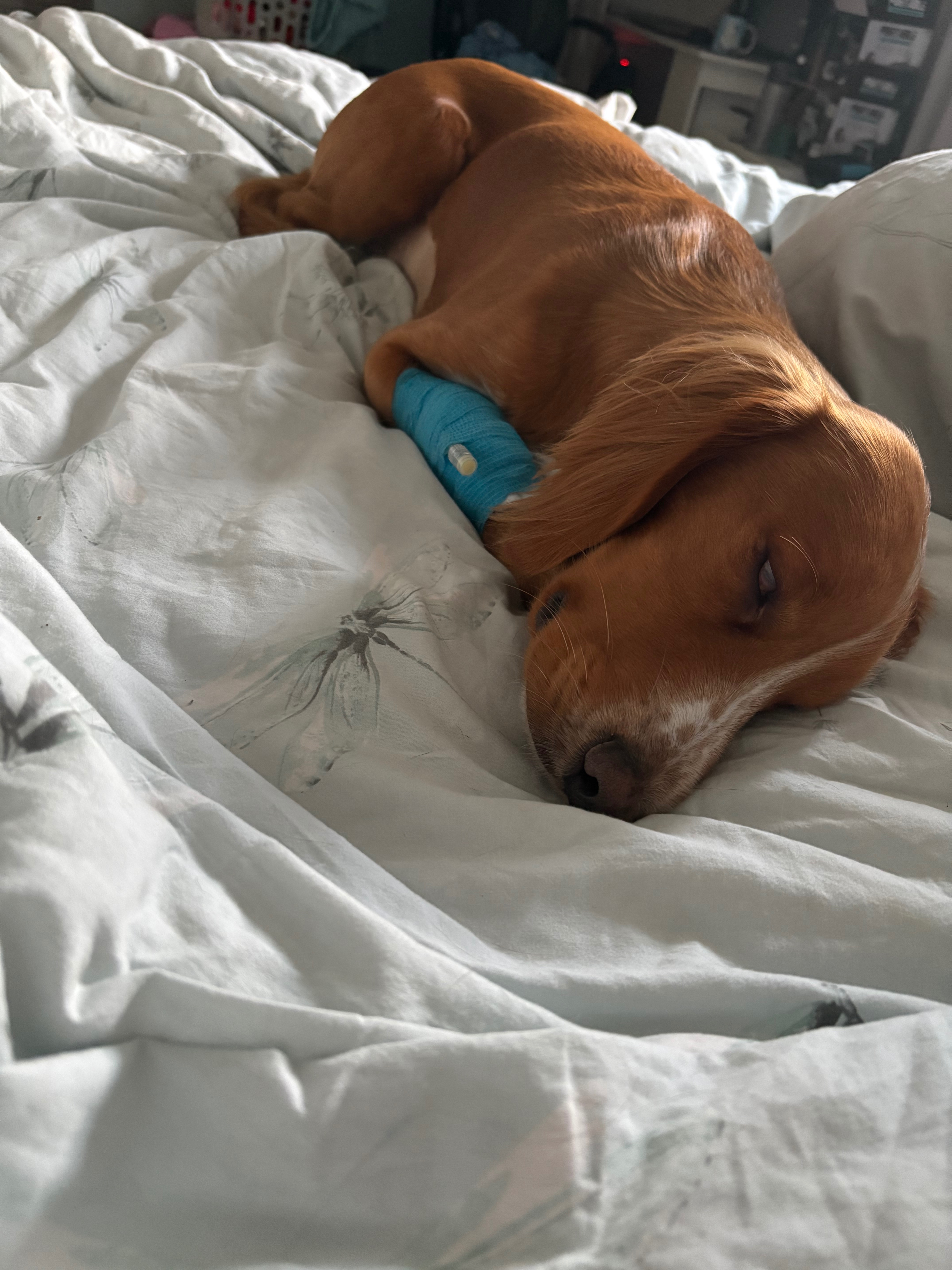Help get cooper better campaign photo, 5 of 7