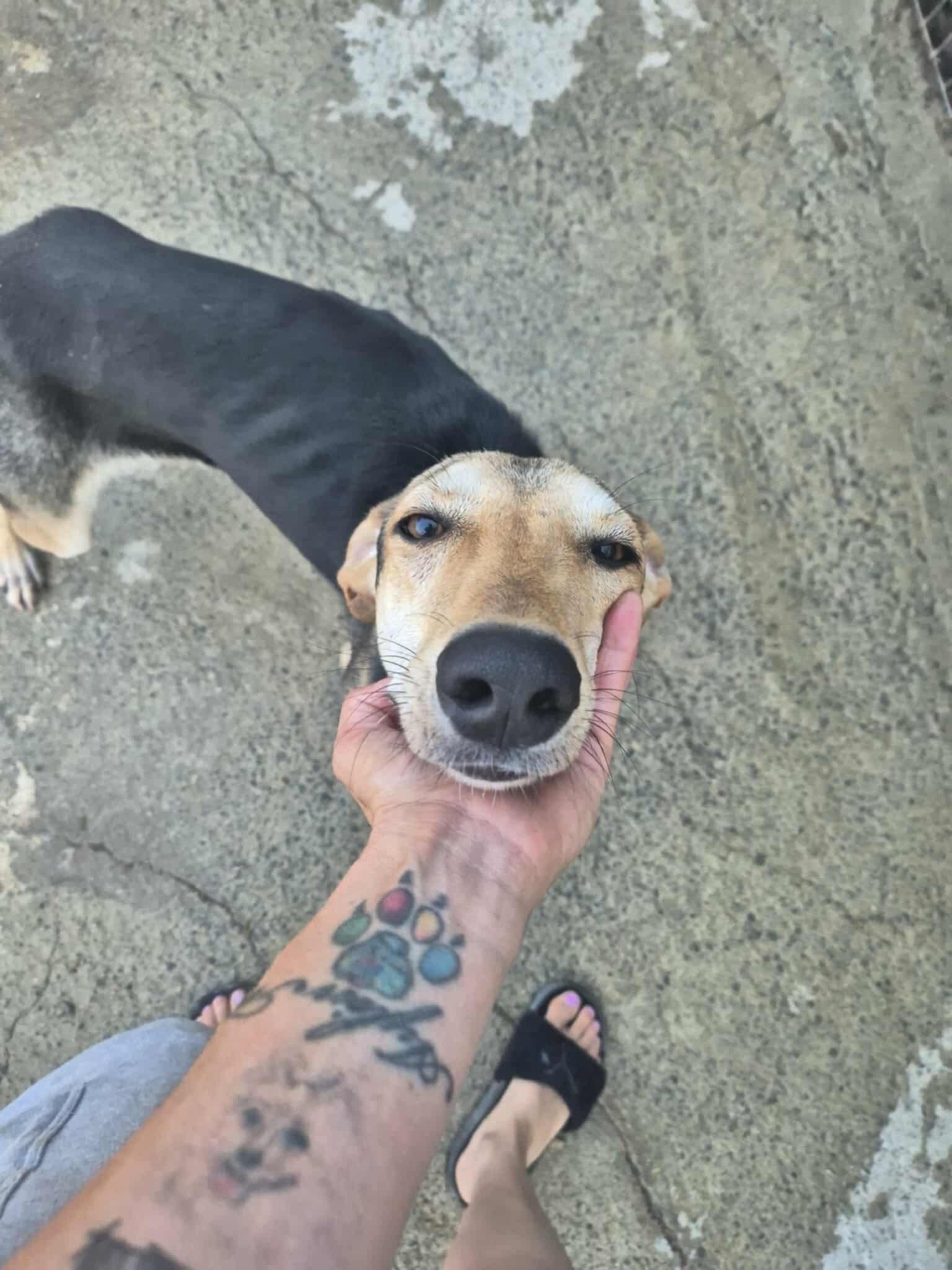 Helping the forgotten dogs of Cyprus. campaign photo, 4 of 8