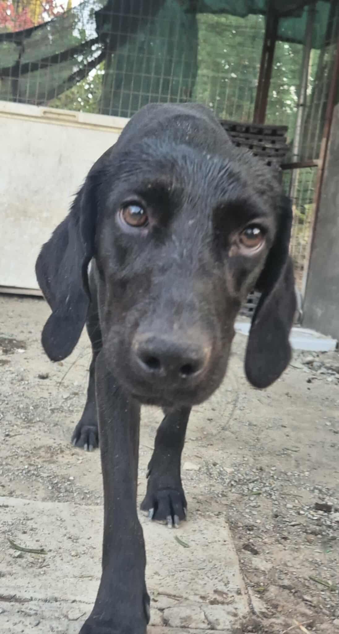 Helping the forgotten dogs of Cyprus. campaign photo, 5 of 8