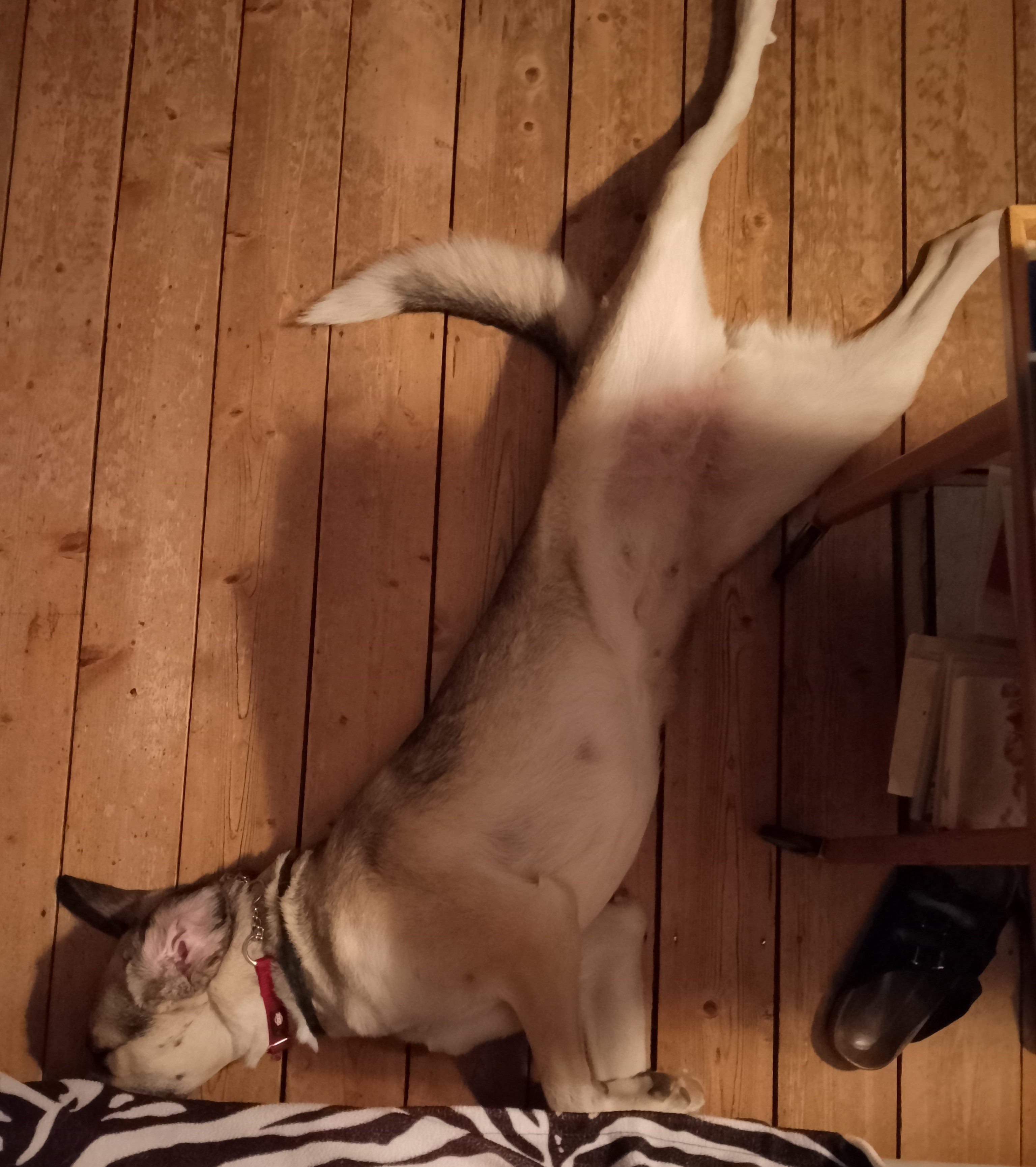 Tierheim oder Trainer? Sorgenhund Xena braucht Hilfe! campaign photo, 4 of 8