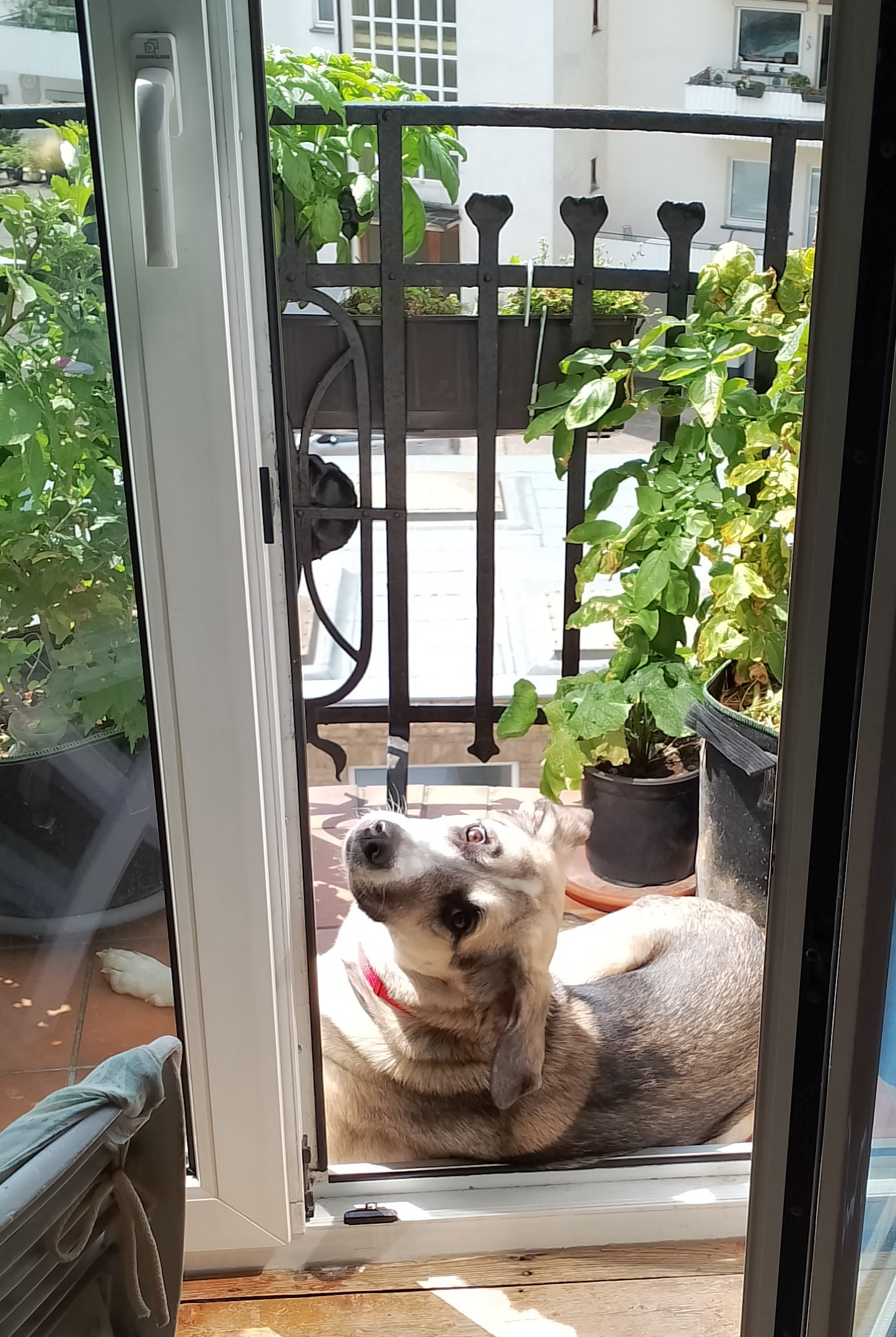 Tierheim oder Trainer? Sorgenhund Xena braucht Hilfe! campaign photo, 5 of 8