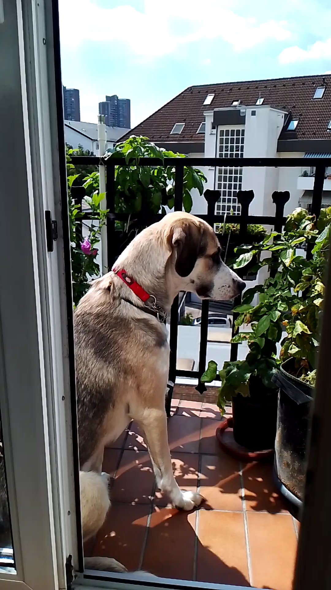 Tierheim oder Trainer? Sorgenhund Xena braucht Hilfe! campaign photo, 6 of 8