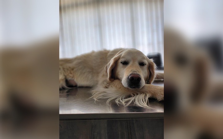 Urgent: Our Sweet Girl Needs Lifesaving Surgery campaign photo, 2 of 4