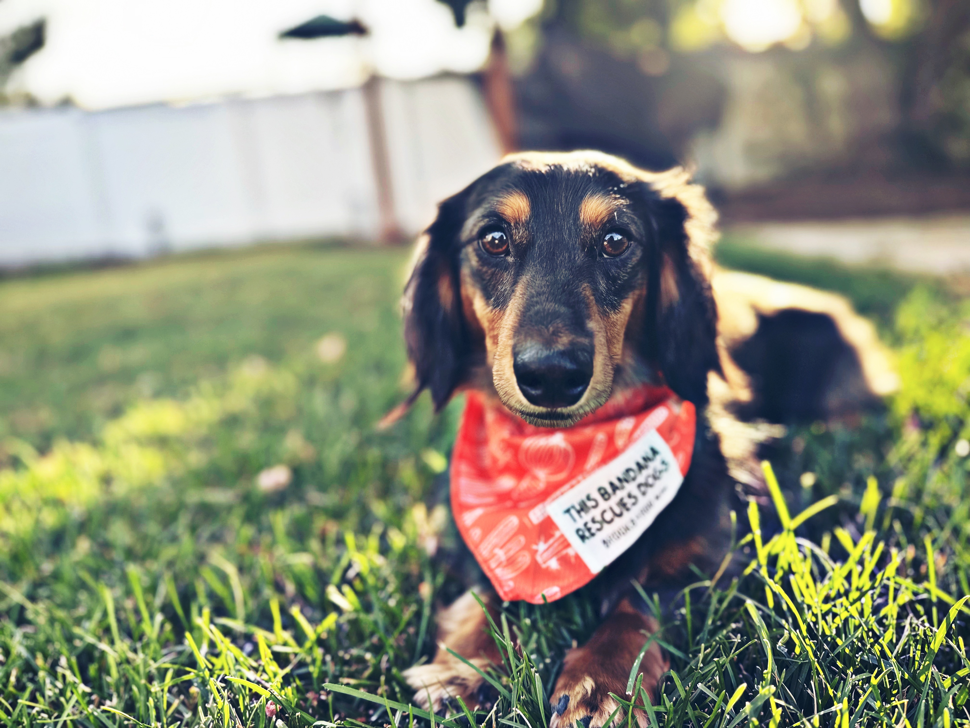 Join Rolo's Fight for Recovery campaign photo, 2 of 5