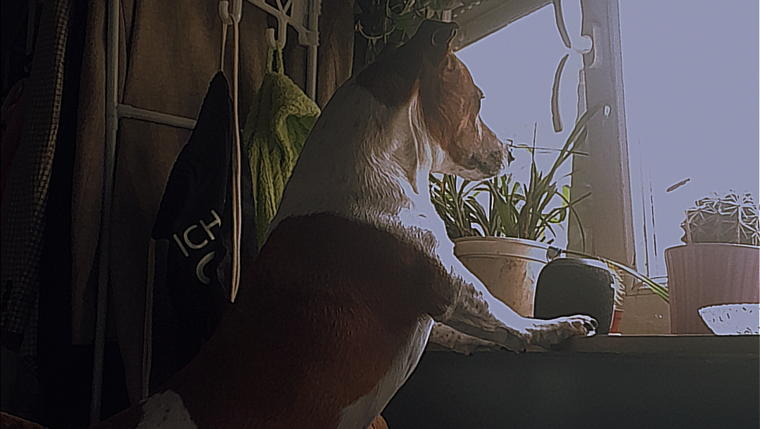 Lebensrettende OP für den kleinen Hund hier... photo