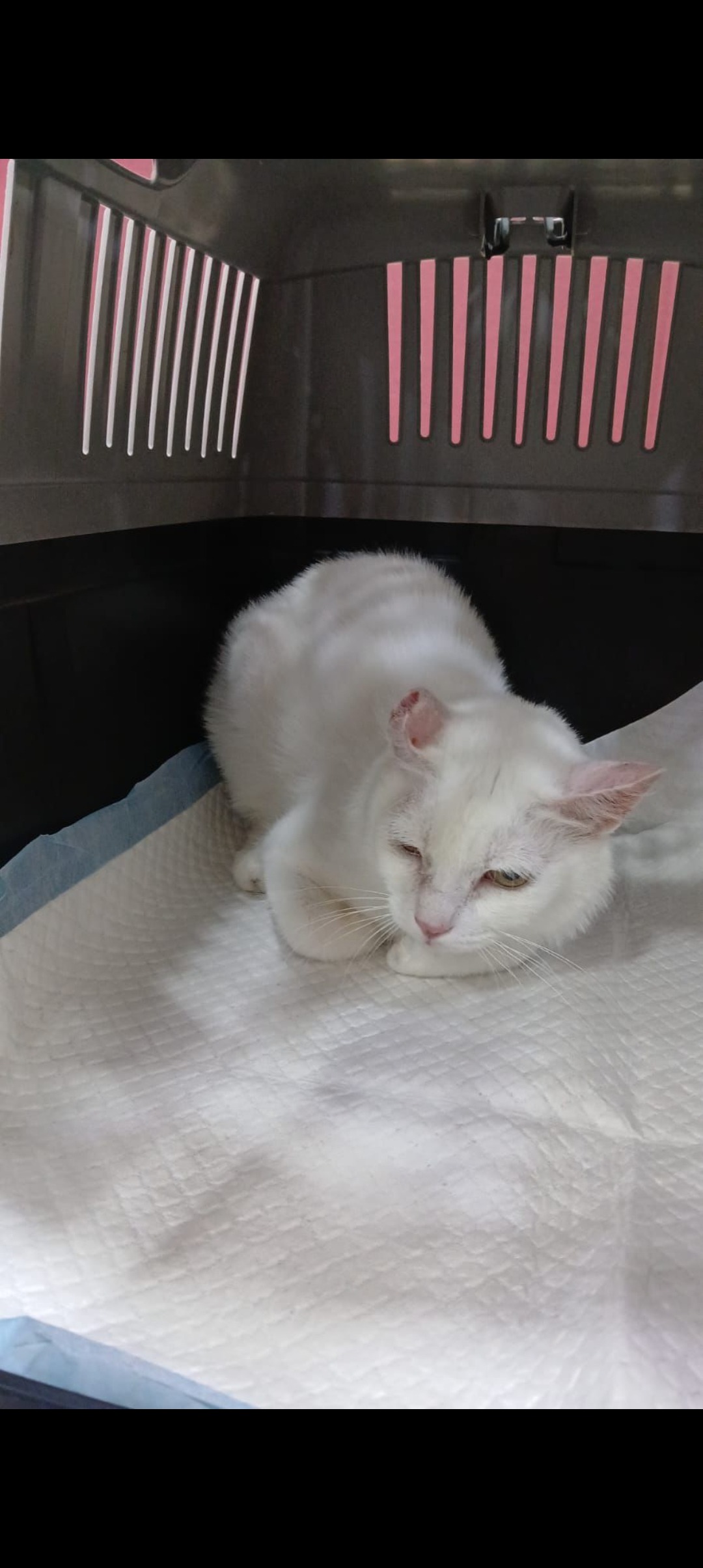 Please Help Grumfy Find Her Forever Home campaign photo, 6 of 7