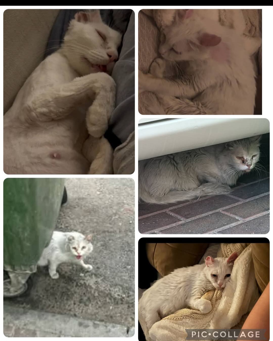 Please Help Grumfy Find Her Forever Home campaign photo, 5 of 7