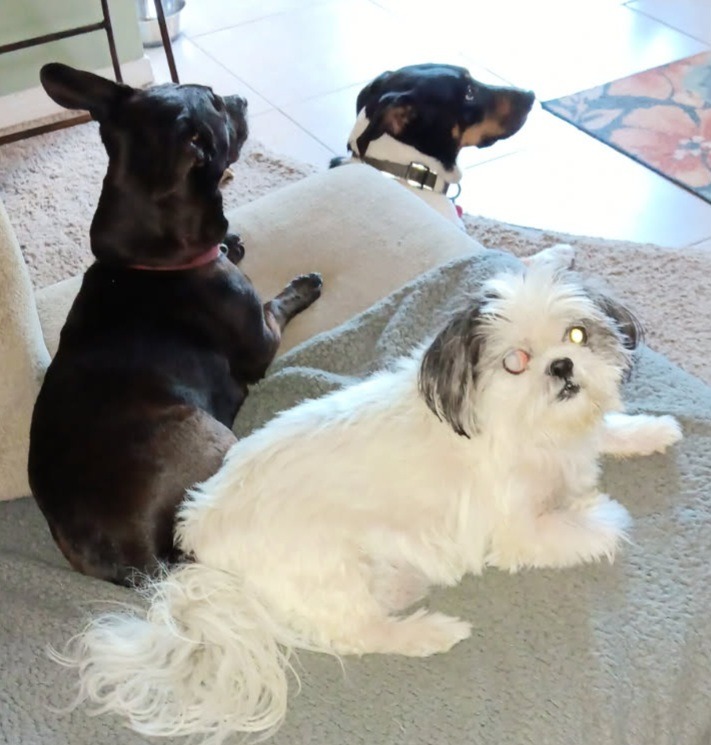 Help Amy Save Cooper campaign photo, 2 of 6