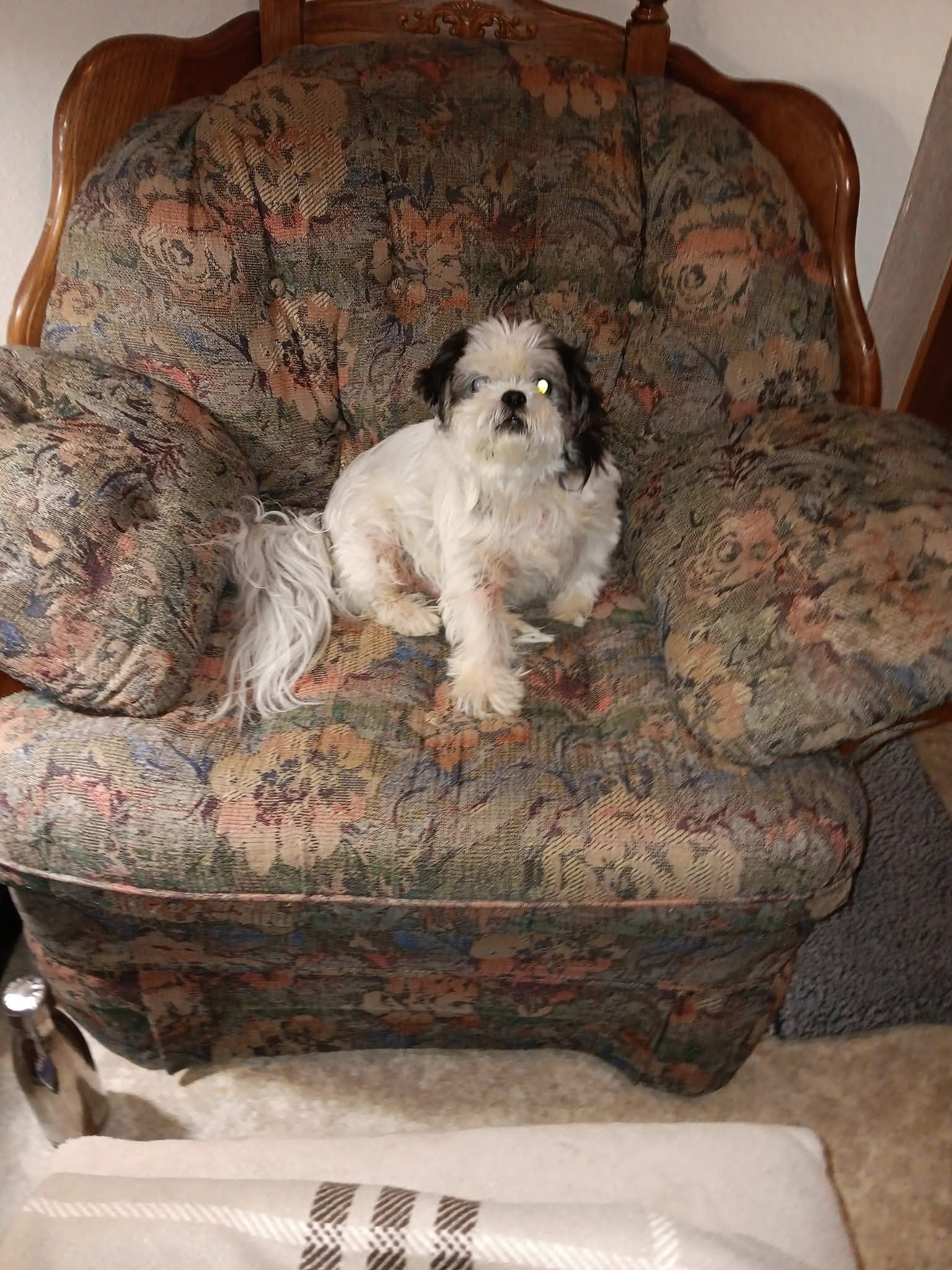 Help Amy Save Cooper campaign photo, 4 of 6