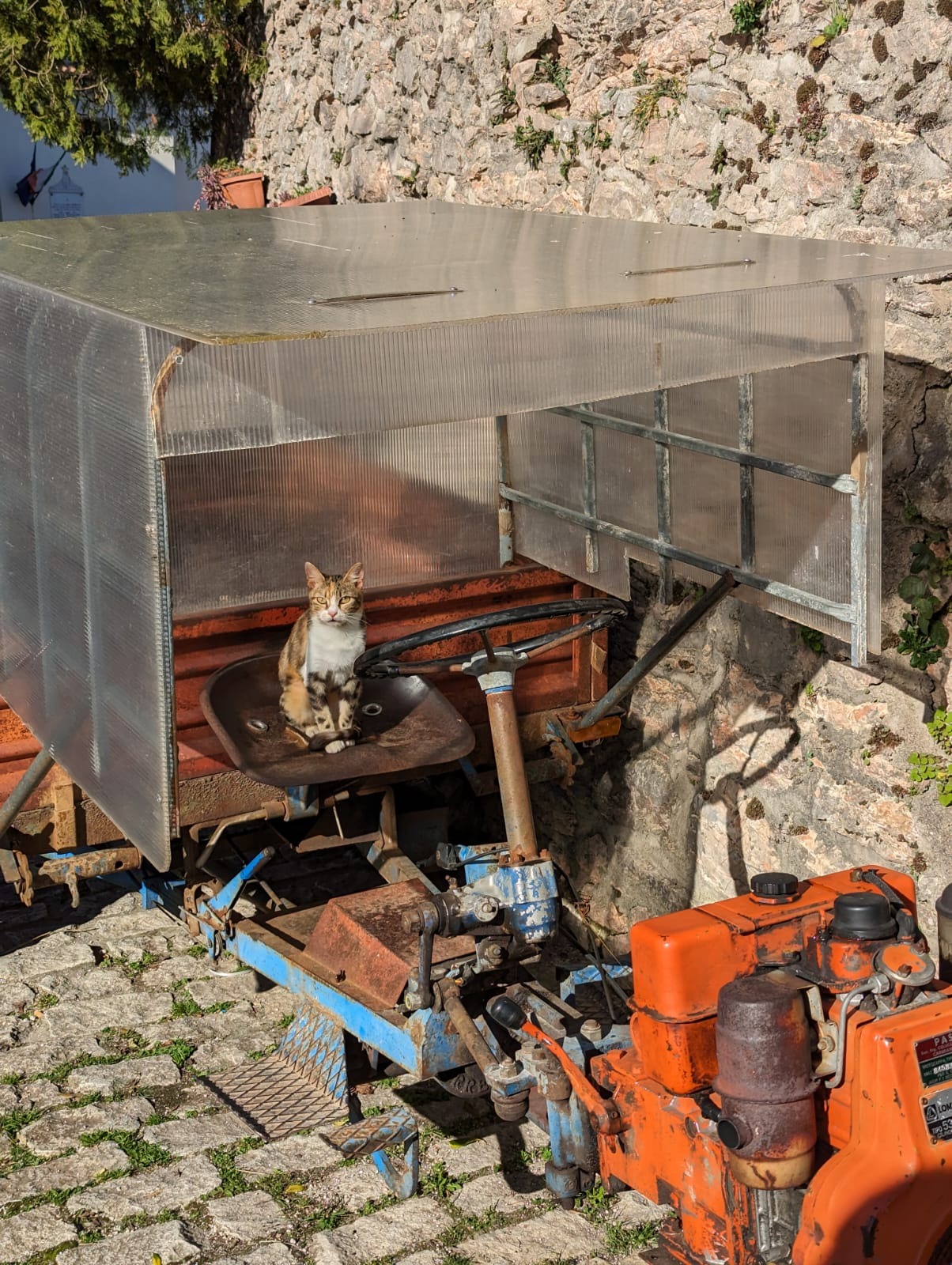 Cura dei Gatti di Civitella – Caring for Civitella’s Cats campaign photo, 7 of 8