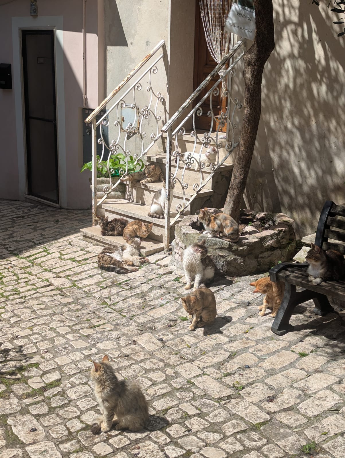 Cura dei Gatti di Civitella – Caring for Civitella’s Cats campaign photo, 2 of 8