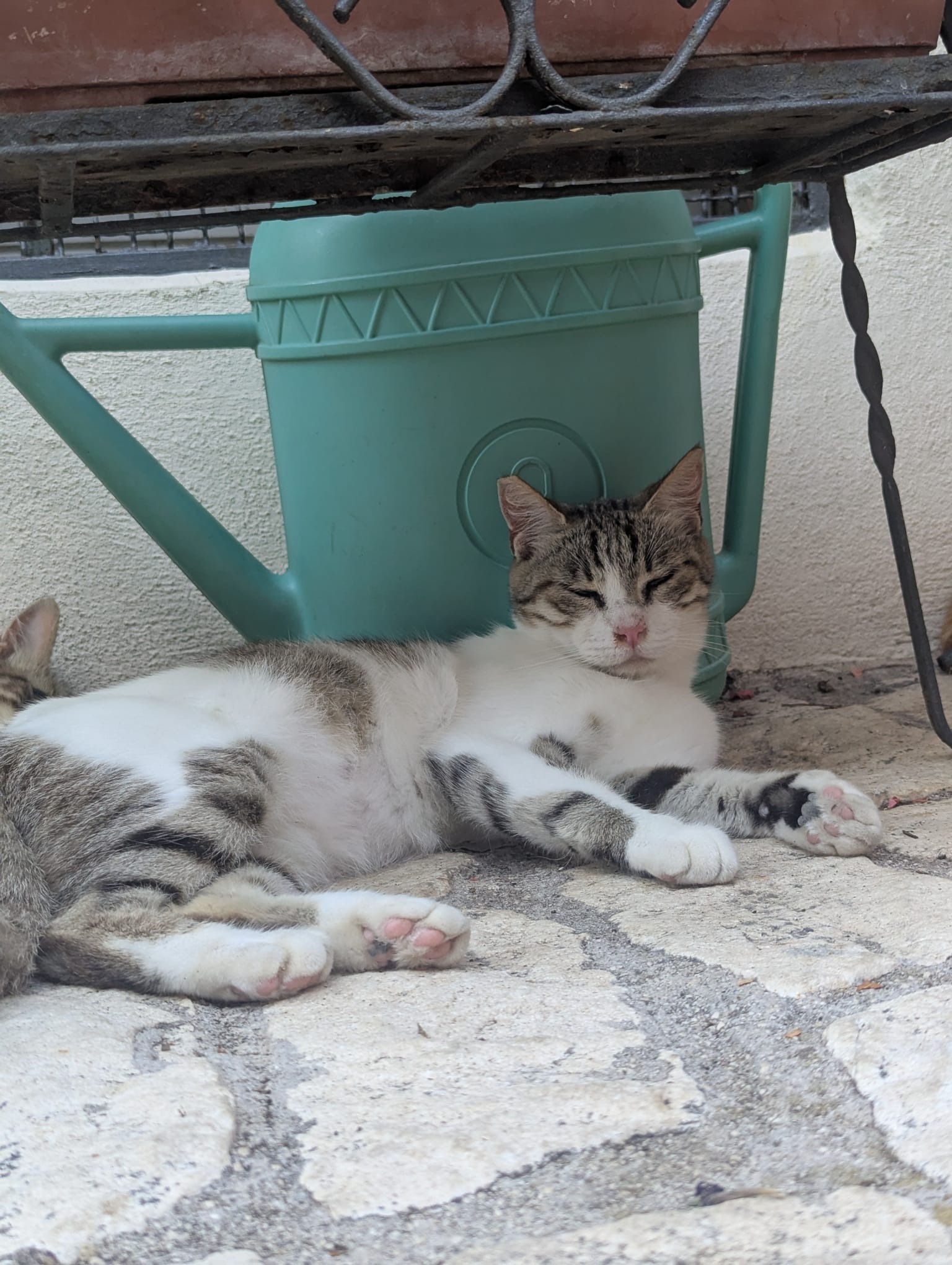 Cura dei Gatti di Civitella – Caring for Civitella’s Cats campaign photo, 4 of 8