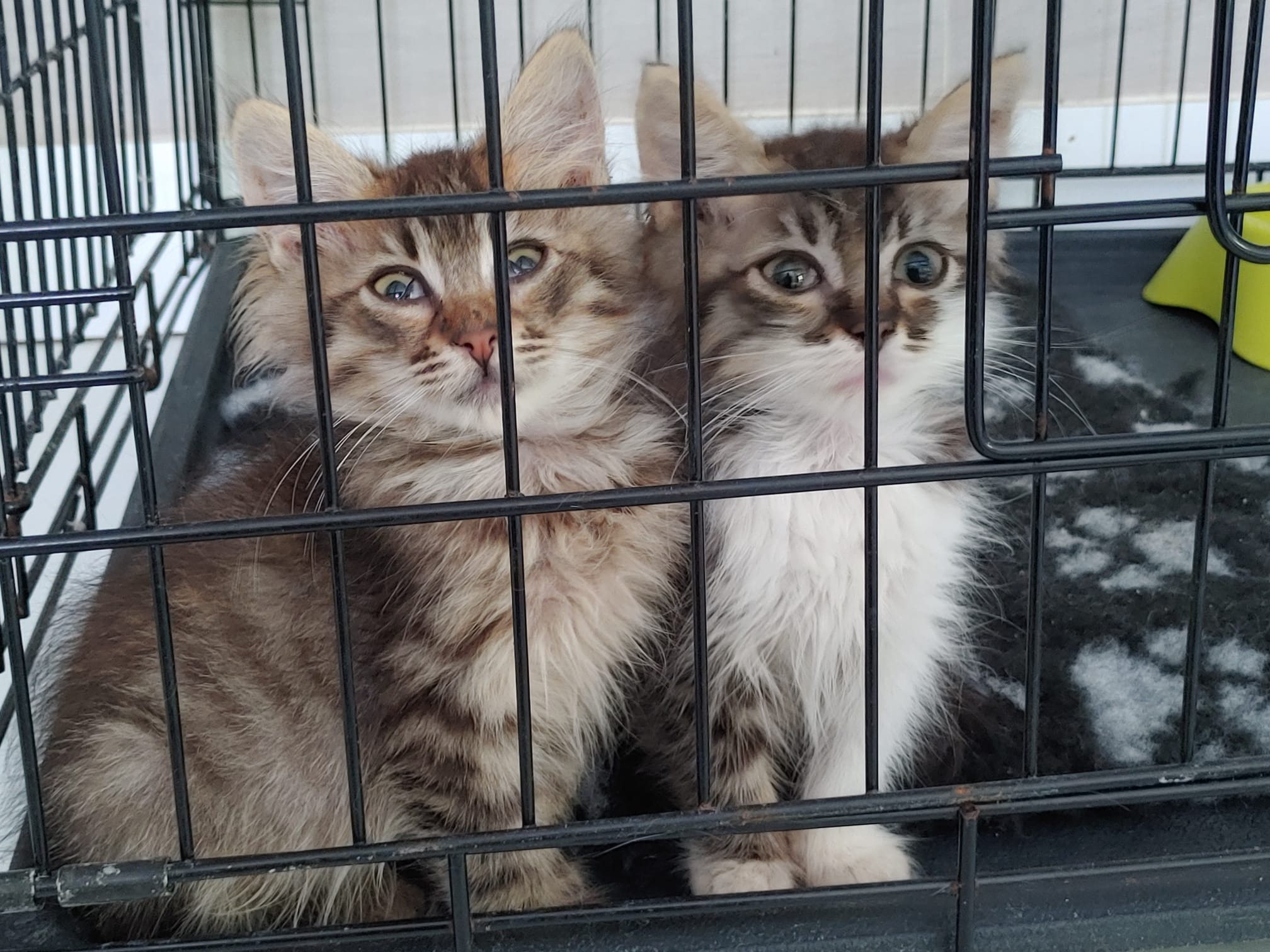 Cura dei Gatti di Civitella – Caring for Civitella’s Cats campaign photo, 5 of 8