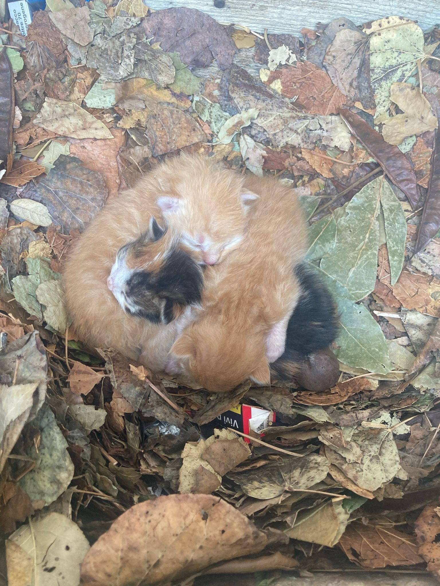 Cura dei Gatti di Civitella – Caring for Civitella’s Cats campaign photo, 6 of 8