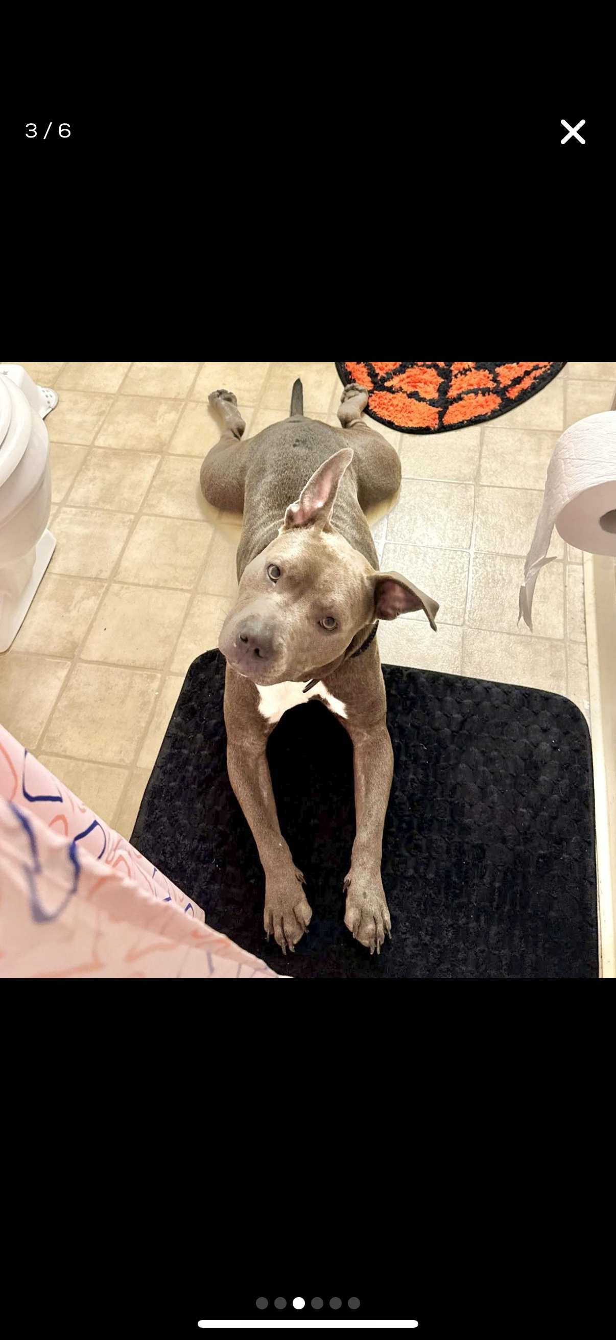 HELP SAVE TATERS LIFE! campaign photo, 4 of 8