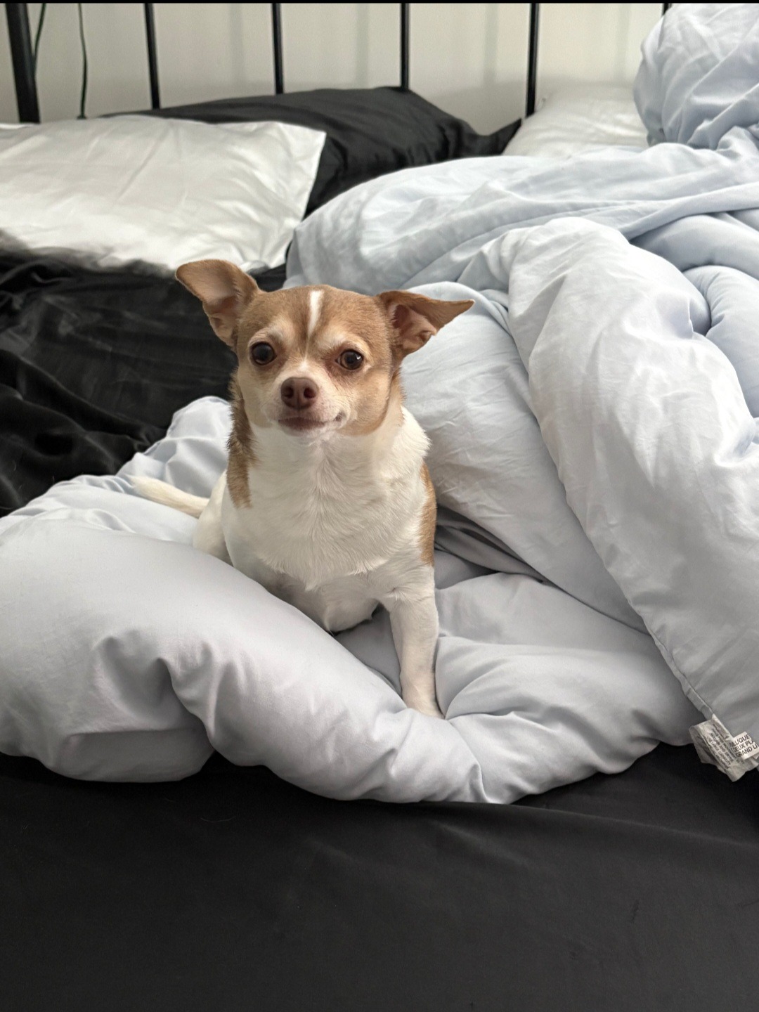 Jelly's surgery cost campaign photo, 2 of 5