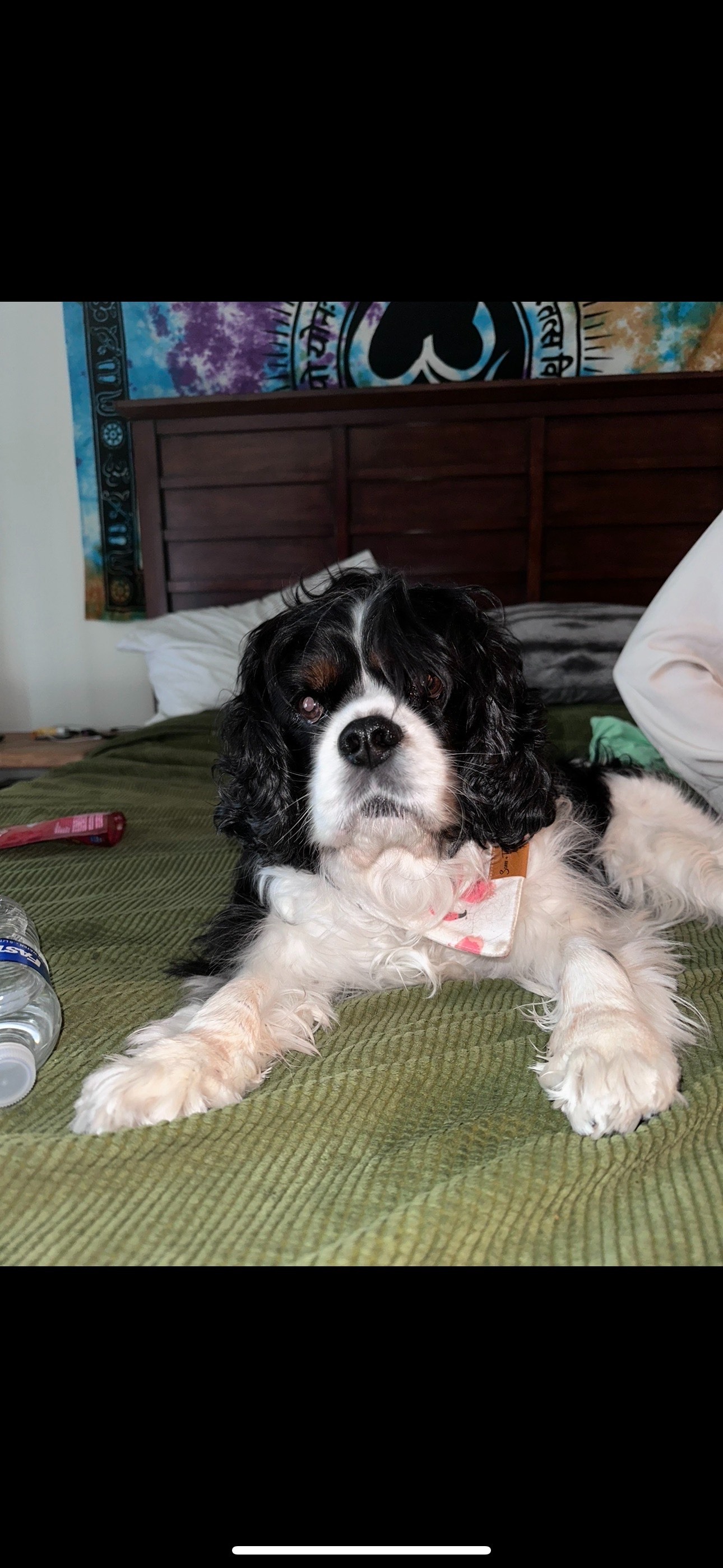 Help Barney Walk Again: Surgery Needed campaign photo, 2 of 8