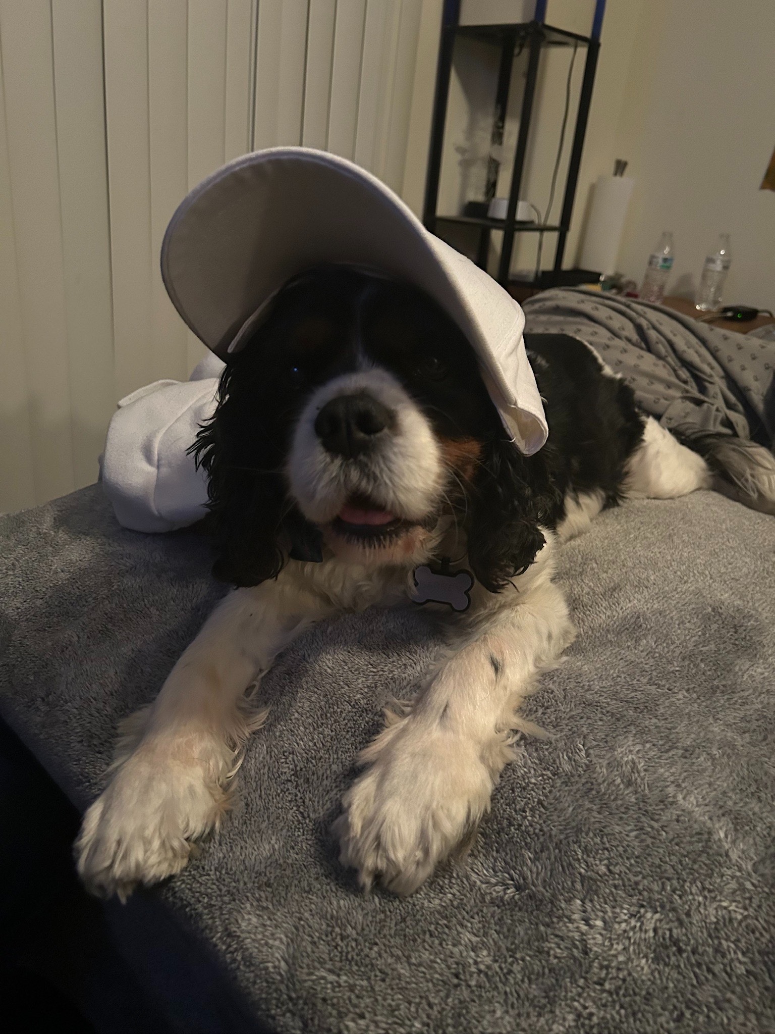 Help Barney Walk Again: Surgery Needed campaign photo, 4 of 8
