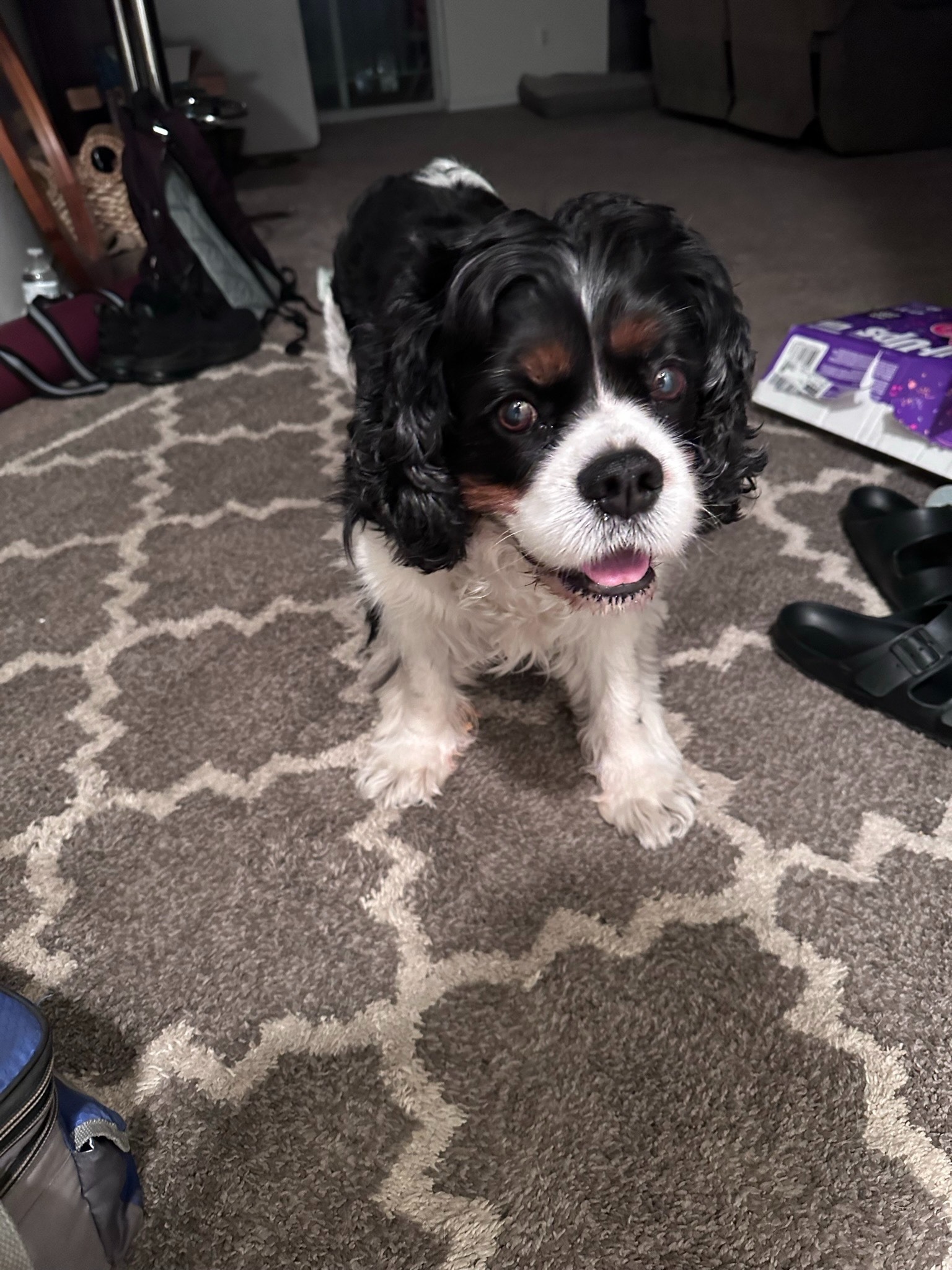 Help Barney Walk Again: Surgery Needed campaign photo, 5 of 8