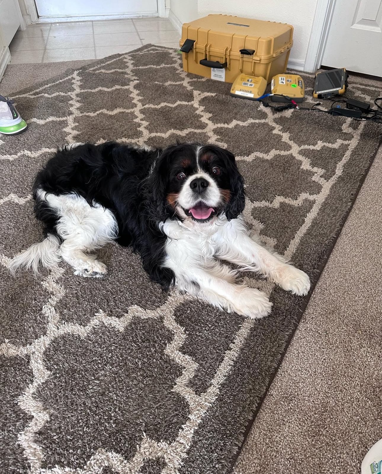 Help Barney Walk Again: Surgery Needed campaign photo, 6 of 8