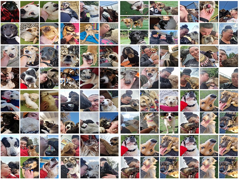 Houstons Family Challenge for Saving and Rehoming Strays campaign photo, 2 of 4