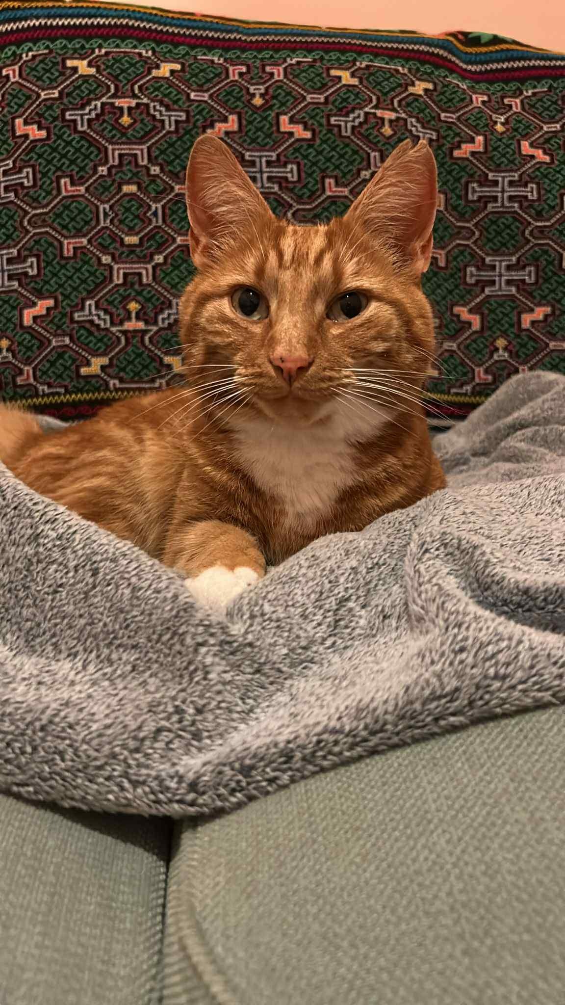 FULLY FUNDED - BLAZE - help with foster care & rehoming campaign photo, 2 of 3