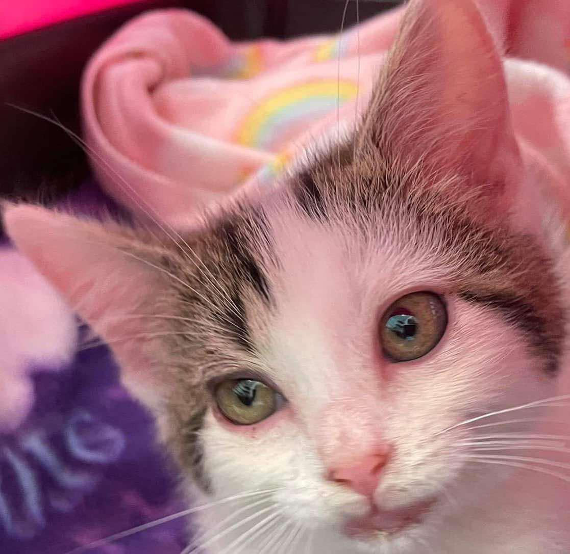 Support Our Mission: No Street Kittens campaign photo, 7 of 8