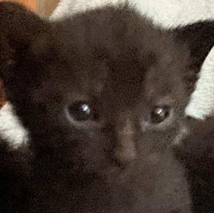 Support Our Mission: No Street Kittens campaign photo, 2 of 8