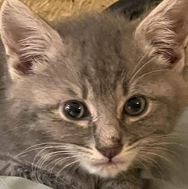 Support Our Mission: No Street Kittens campaign photo, 4 of 8