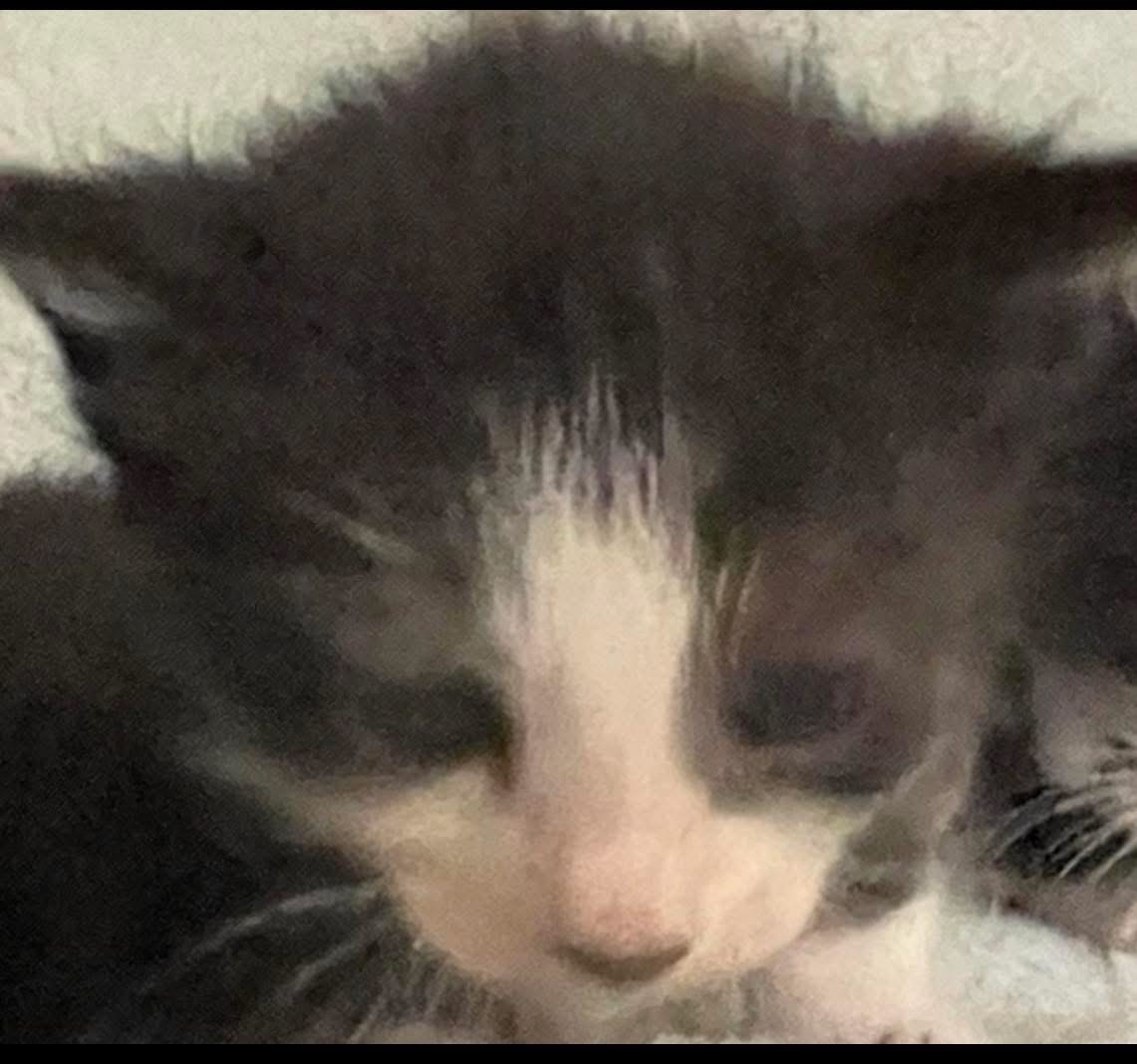 Support Our Mission: No Street Kittens campaign photo, 5 of 8