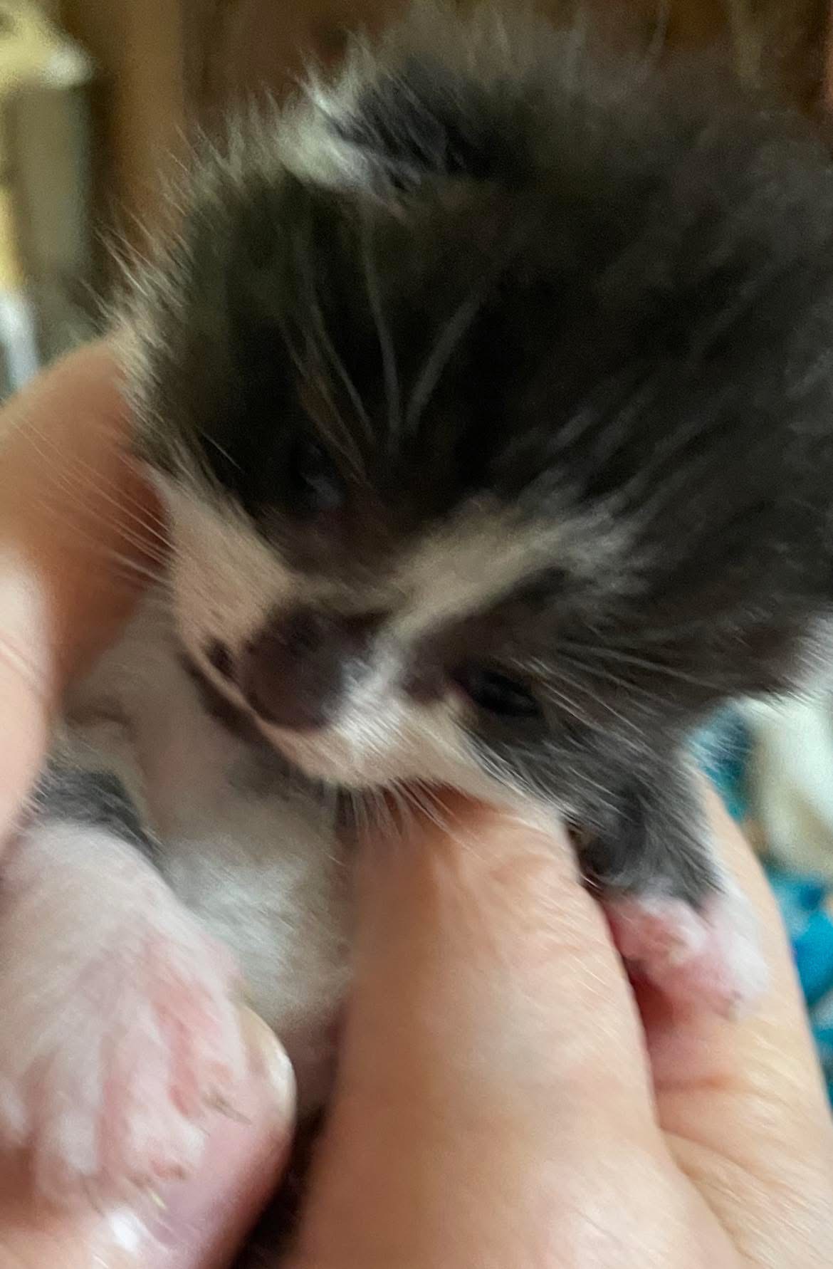 Support Our Mission: No Street Kittens campaign photo, 6 of 8