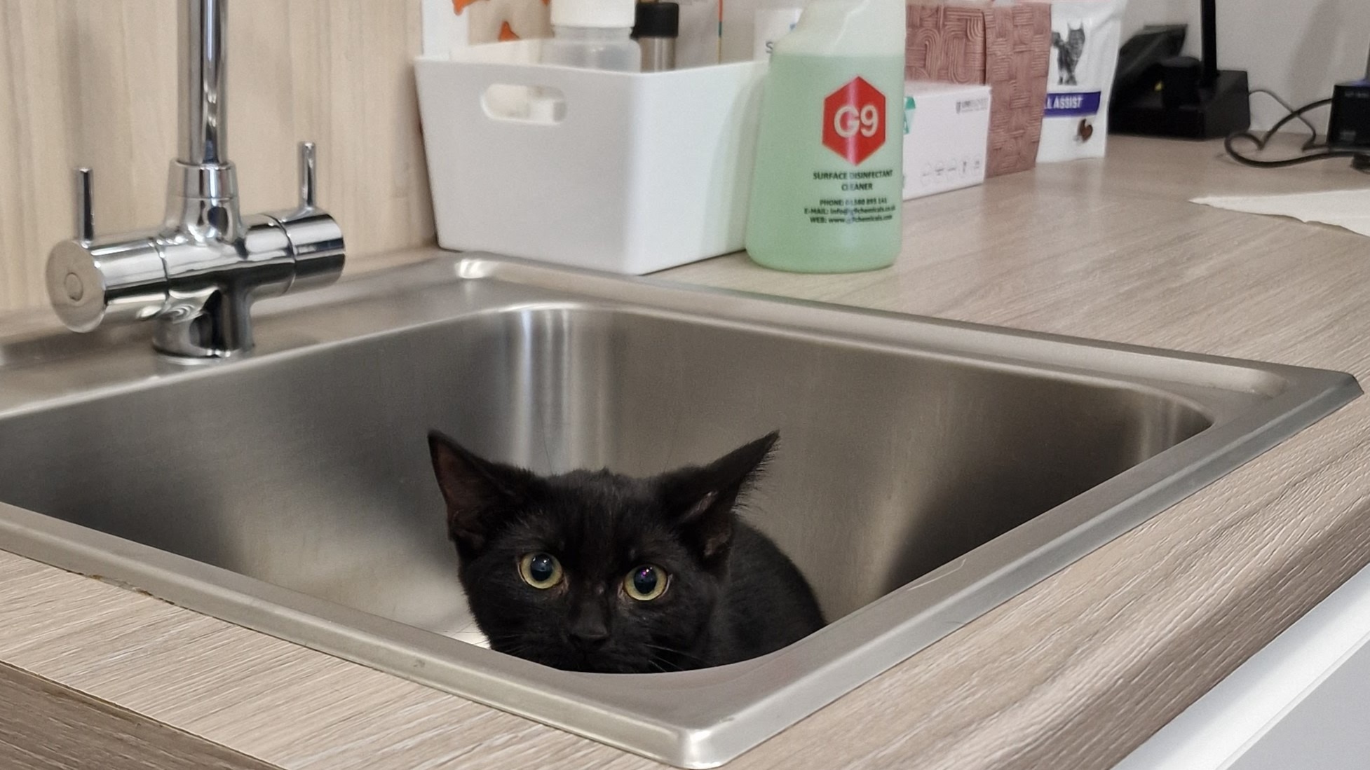 User-uploaded image 1