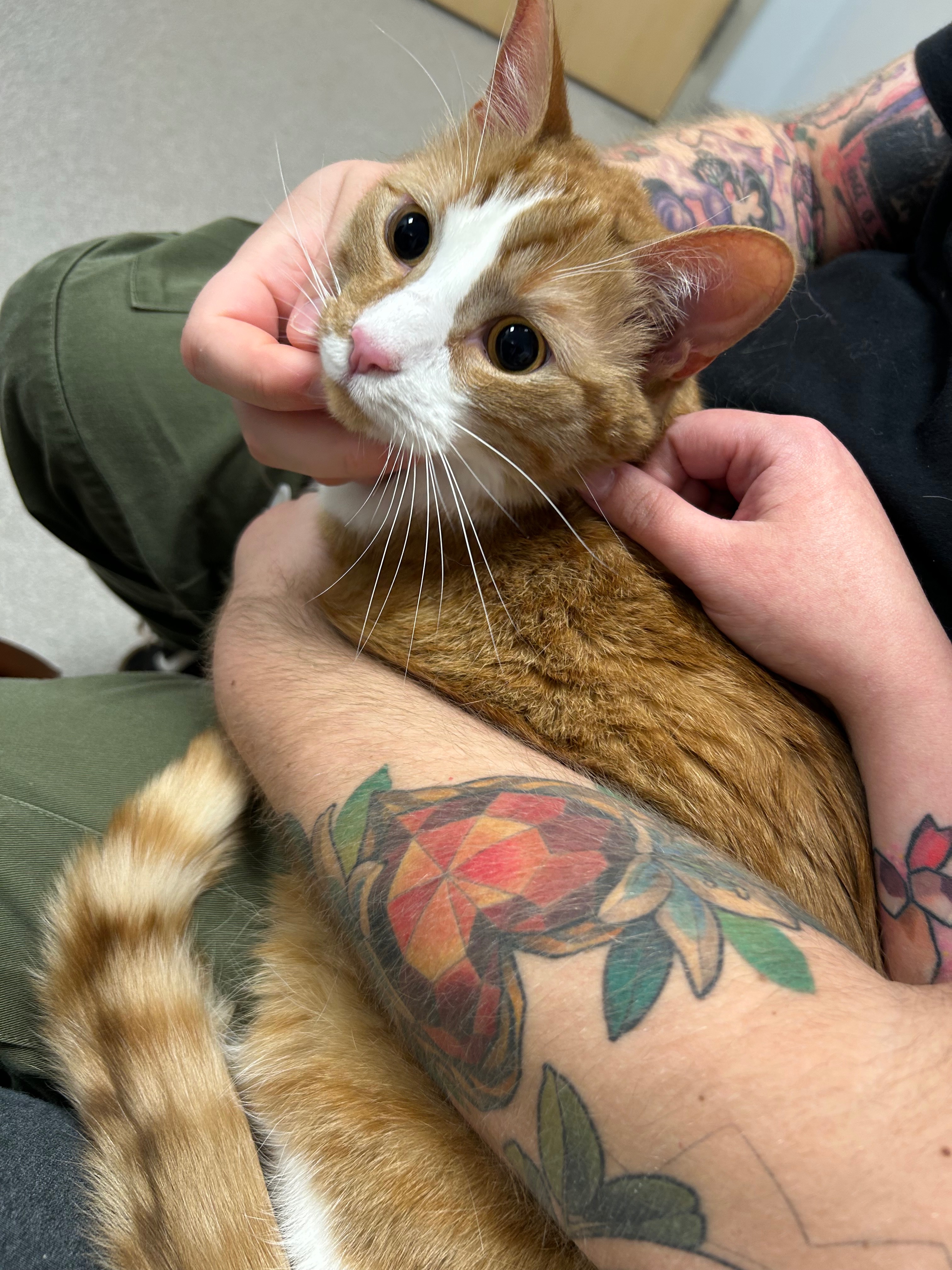 Save Zuko: Urgent Surgery Needed campaign photo, 2 of 8