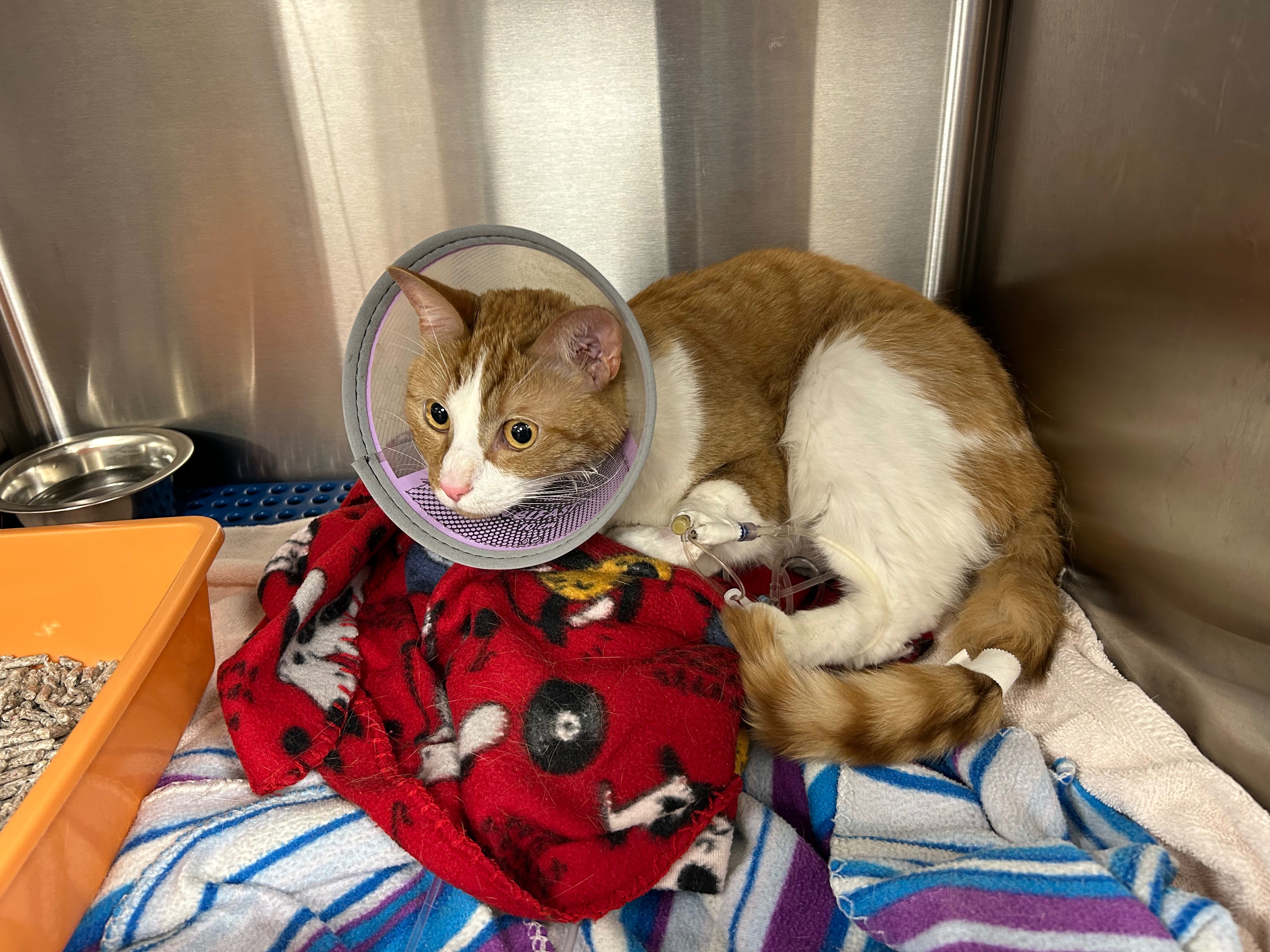Save Zuko: Urgent Surgery Needed campaign photo, 6 of 8